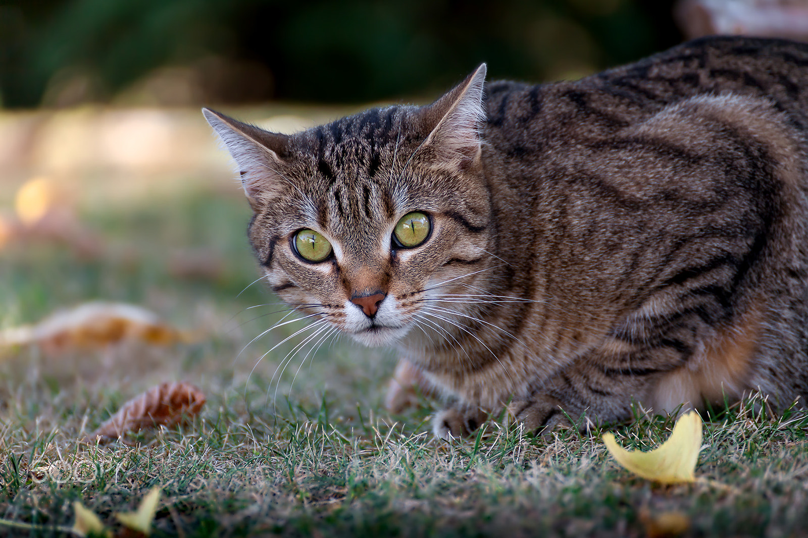 Tamron SP 35mm F1.8 Di VC USD sample photo. Cat portrait miko photography