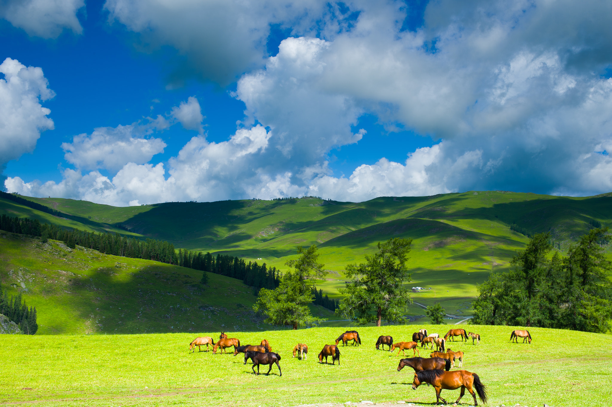 Nikon Df + Nikon AF-S Nikkor 35mm F1.8G ED sample photo. Horses photography