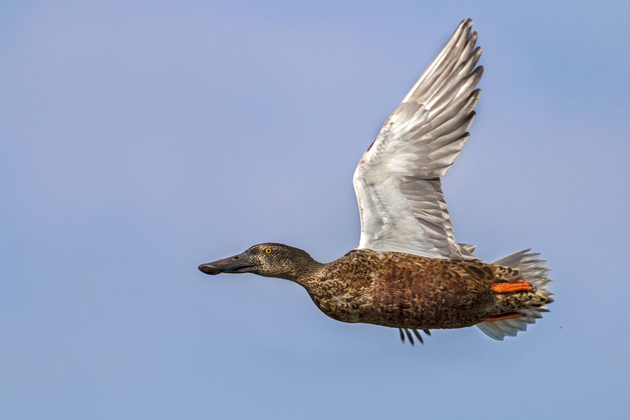 Canon EF 300mm F2.8L IS II USM sample photo. Share cropper photography