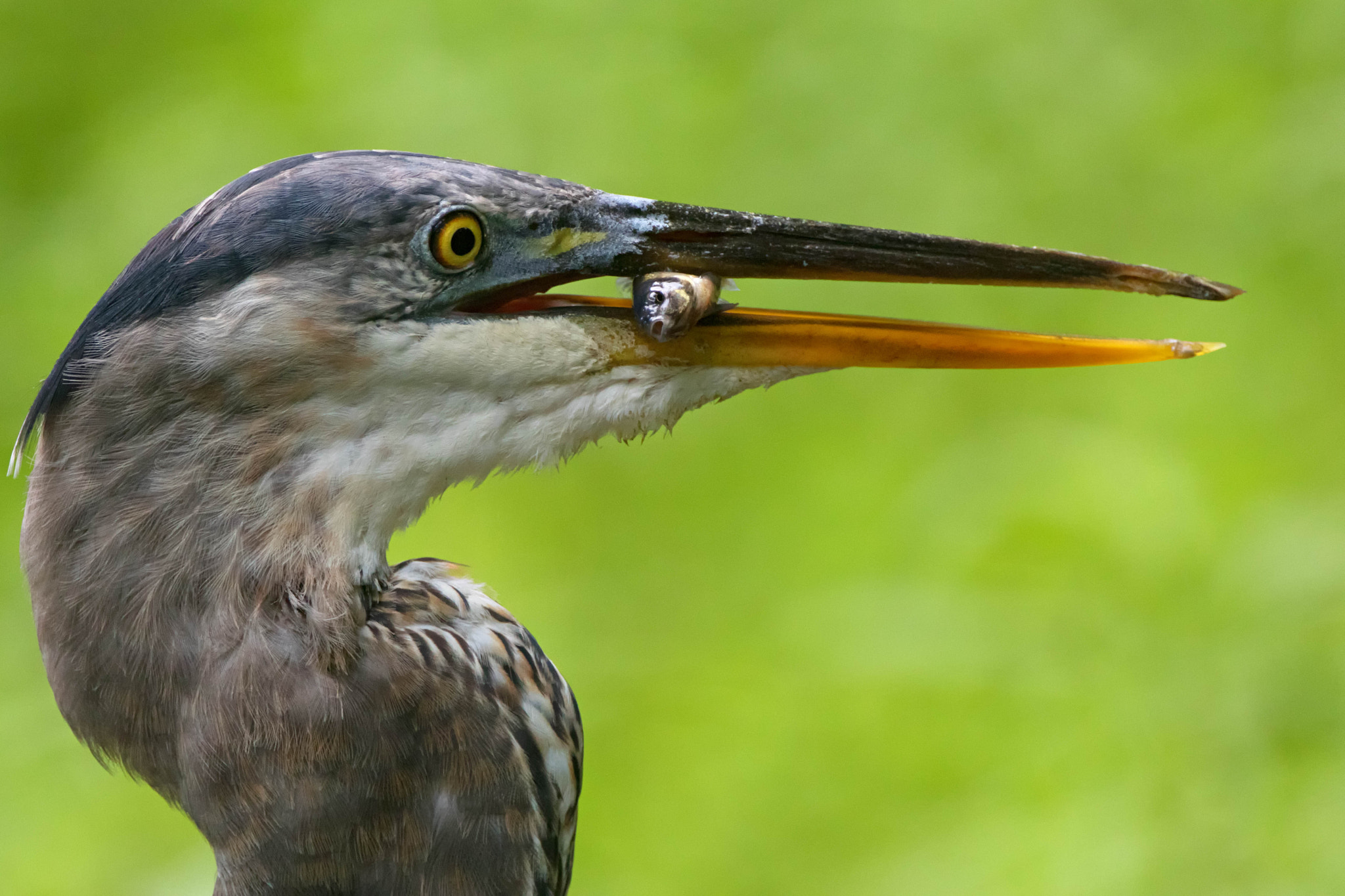 Canon EF 500mm F4L IS USM sample photo. Great blue heron and minnow photography