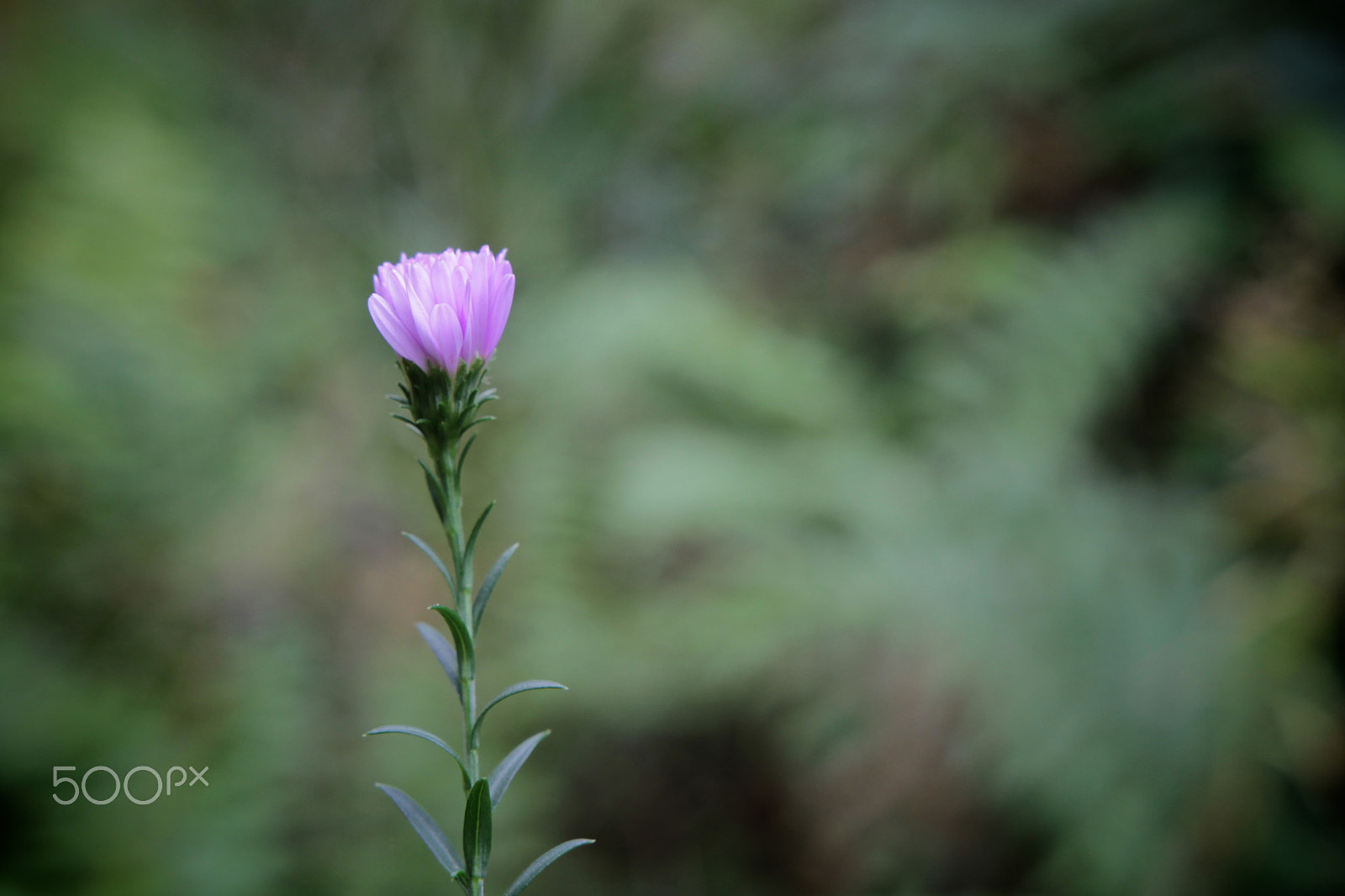 Canon 18-35mm sample photo. Herbstblumen photography