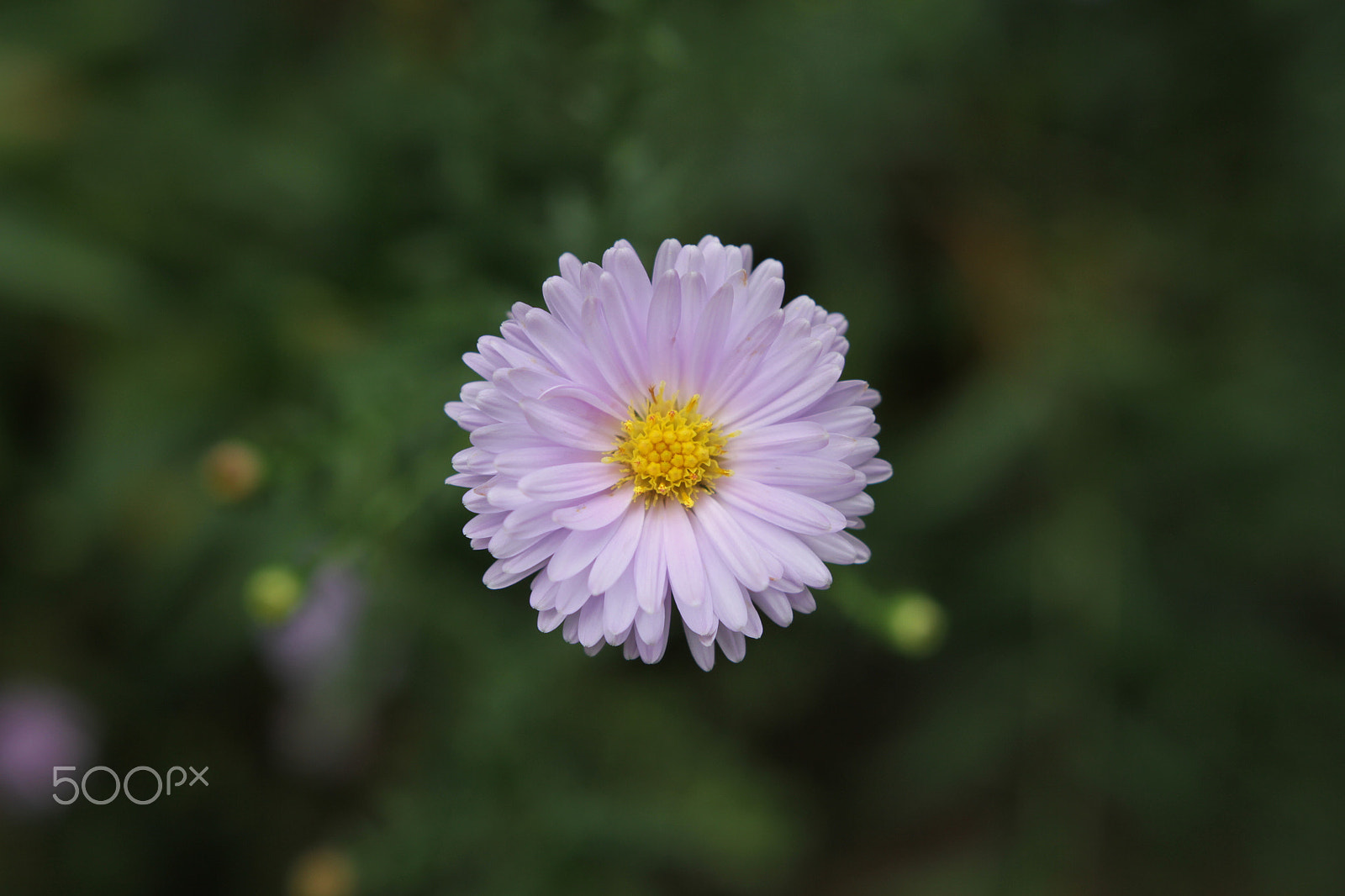 Canon 18-35mm sample photo. Herbstblumen photography