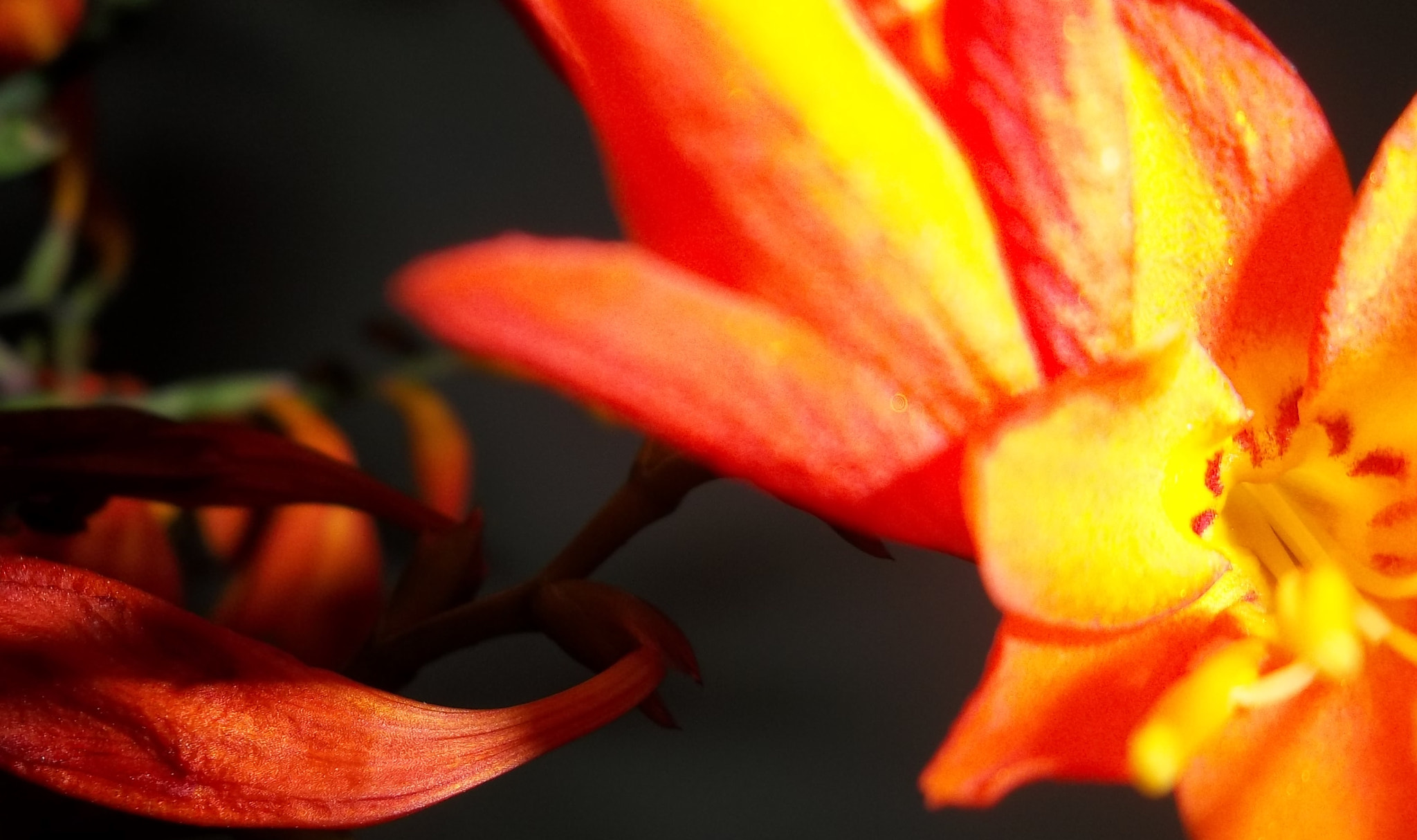 Kodak EASYSHARE CAMERA, M522 sample photo. Flor e a tarde photography