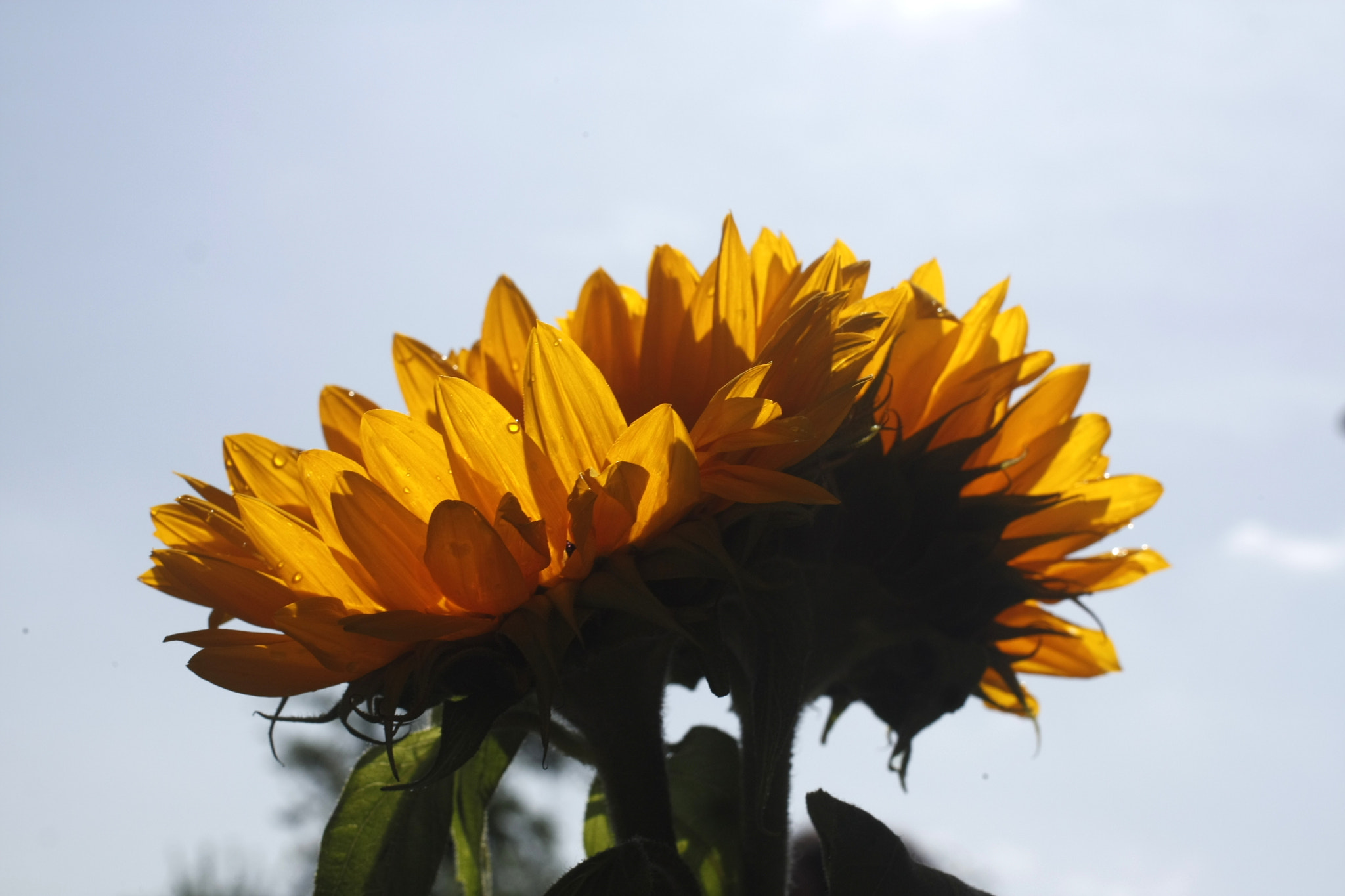 Canon EOS 450D (EOS Rebel XSi / EOS Kiss X2) + Canon EF 40mm F2.8 STM sample photo. Sunflower photography