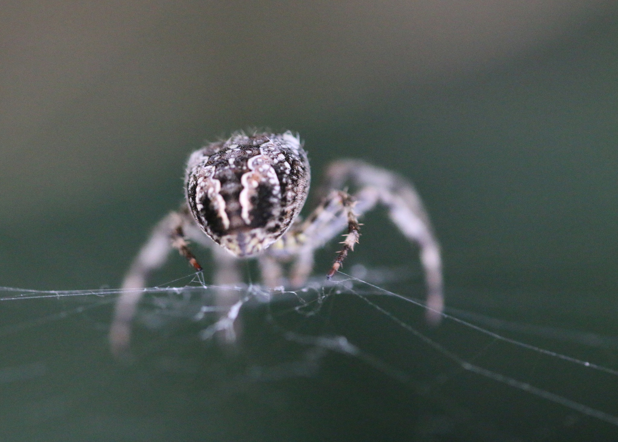Canon EF 180mm F3.5L Macro USM sample photo. Spider photography