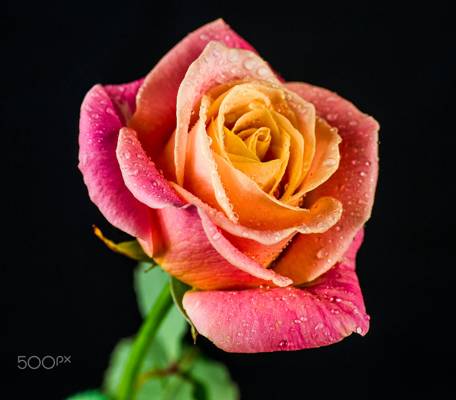 Sony Alpha DSLR-A850 sample photo. The rose. photography