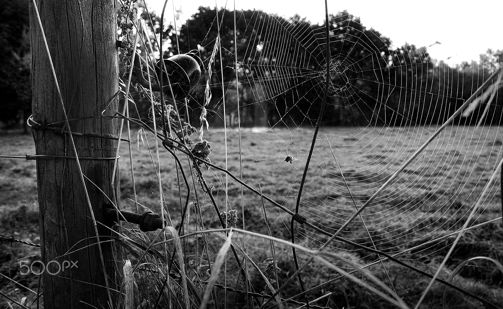 Sigma 28-300mm F3.5-6.3 DG Macro sample photo. Spiderweb 1 photography