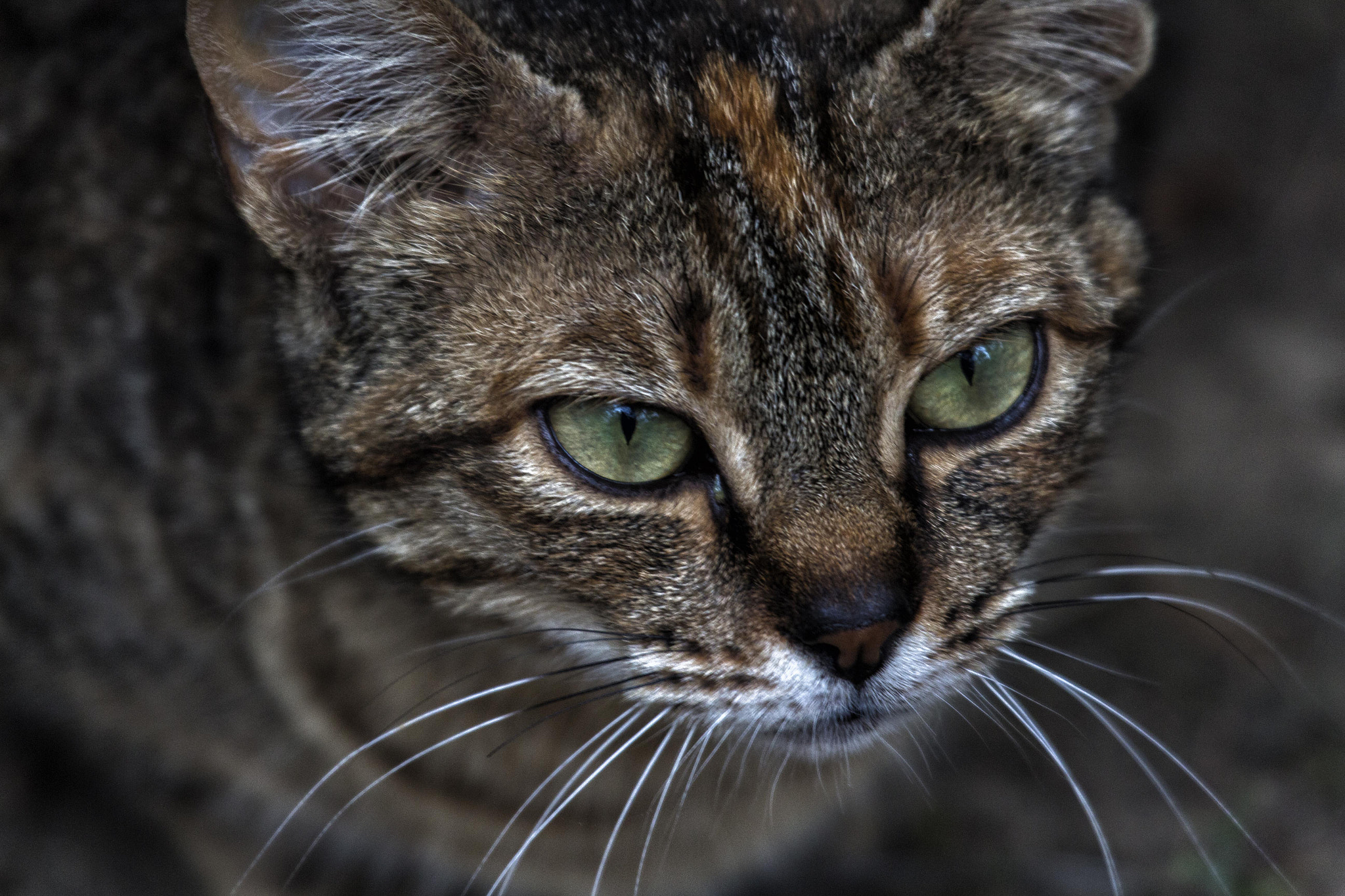 Canon EF 100-400mm F4.5-5.6L IS USM sample photo. Apolo photography