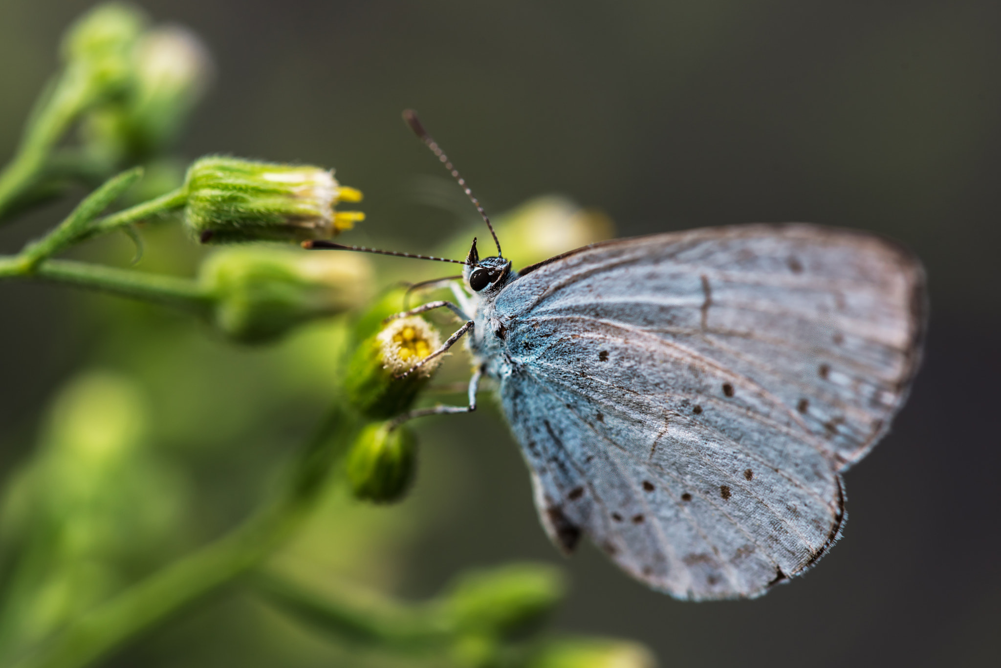 Nikon D750 + Sigma 150mm F2.8 EX DG OS Macro HSM sample photo. Boomblauwtje photography