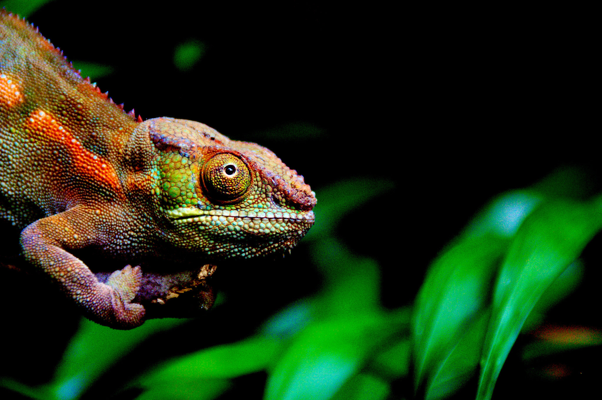 Sony SLT-A57 sample photo. Chameleon photography