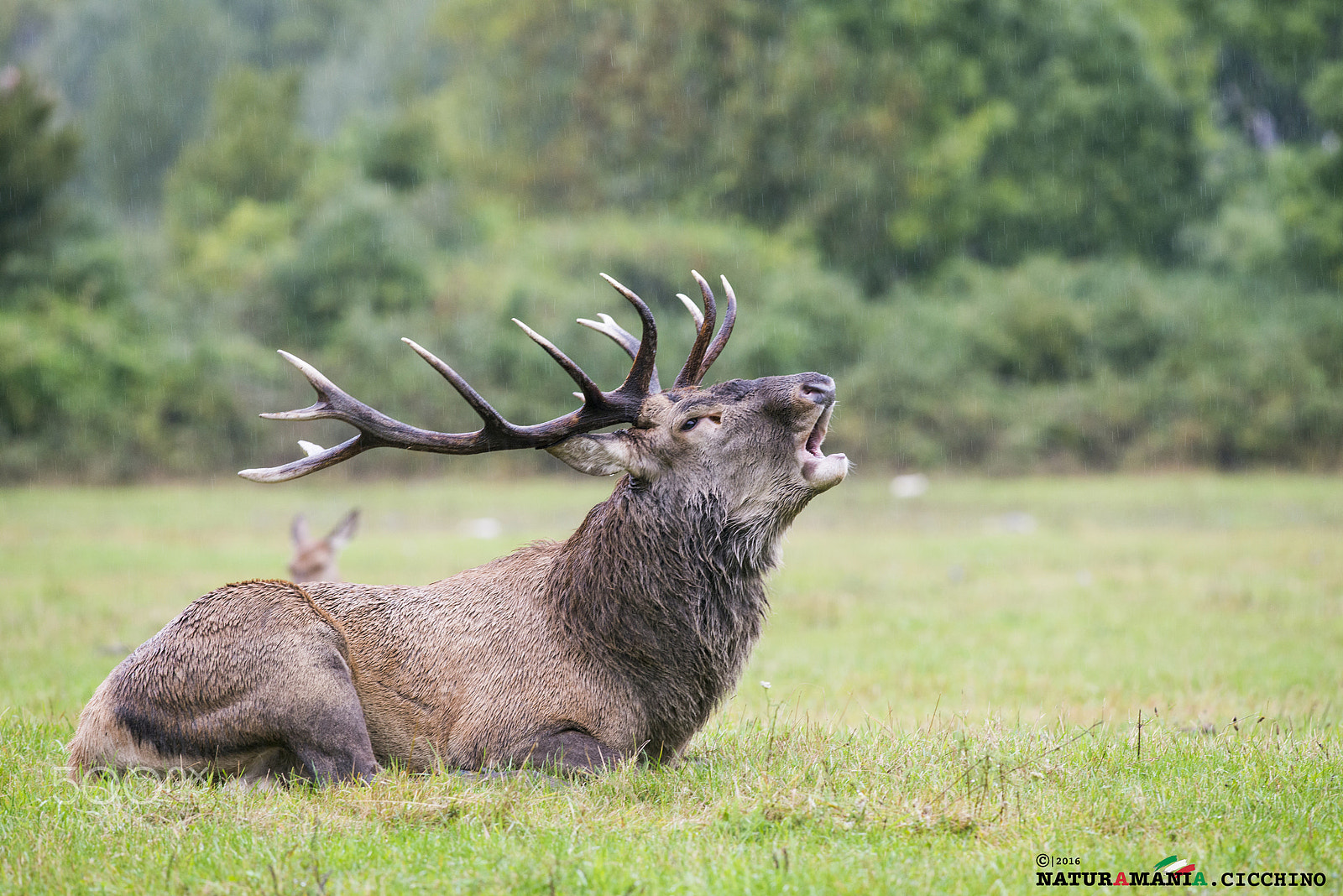 Nikon D800E + Nikon AF-S Nikkor 300mm F4D ED-IF sample photo. Bramito cervo photography