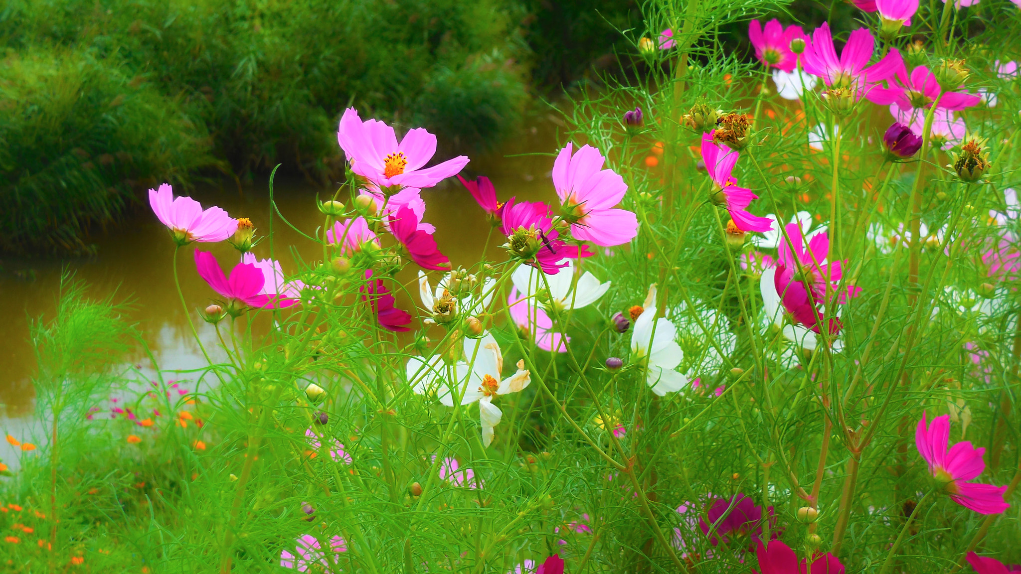 Nikon Coolpix S6400 sample photo. Cosmos with the most photography