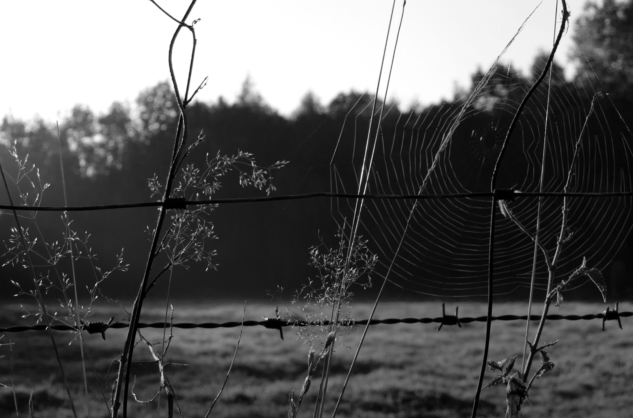 Sigma 28-300mm F3.5-6.3 DG Macro sample photo. Spiderweb 3 photography