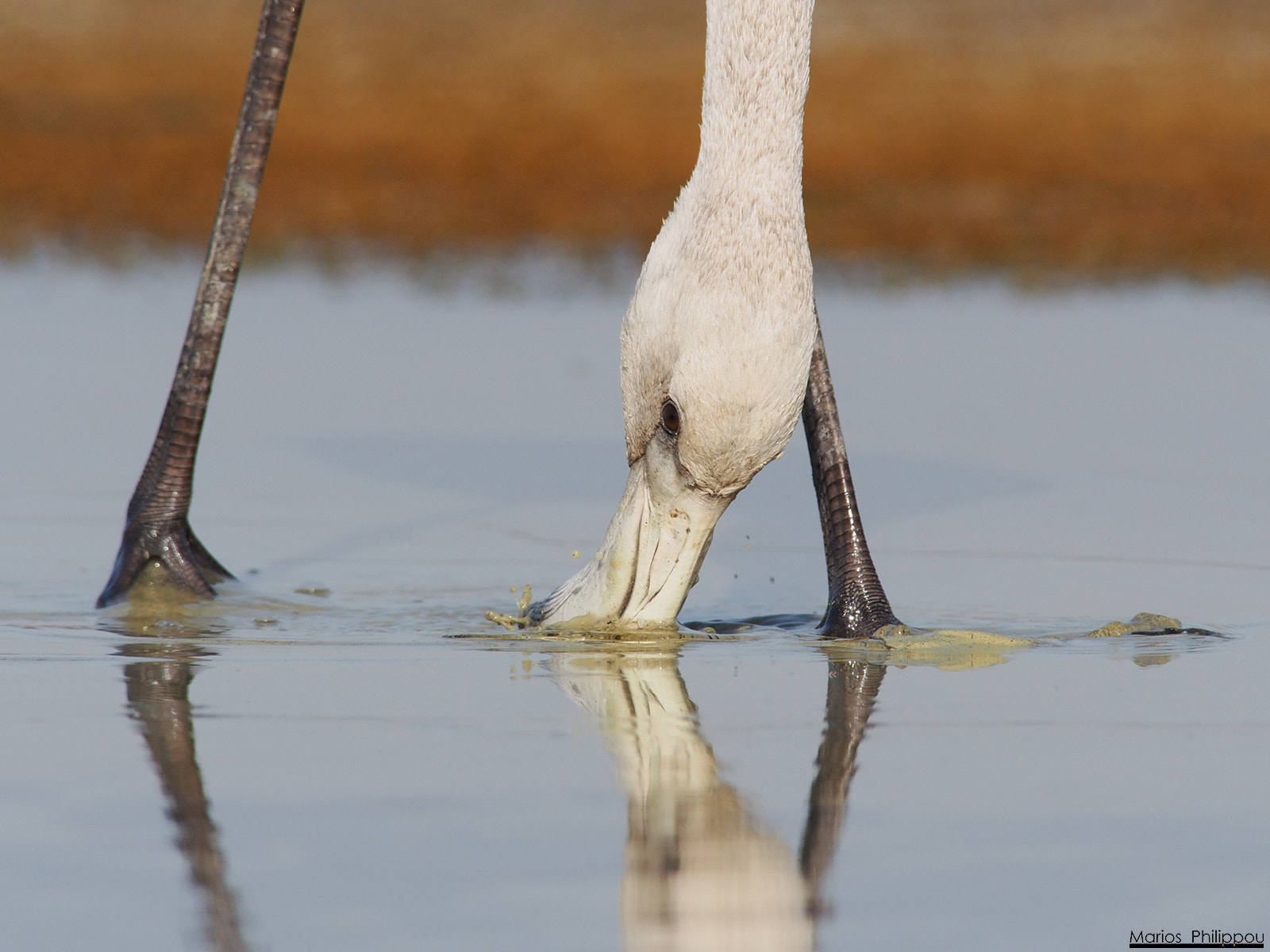 Olympus OM-D E-M5 + OLYMPUS 300mm Lens sample photo. Greater flamingo photography