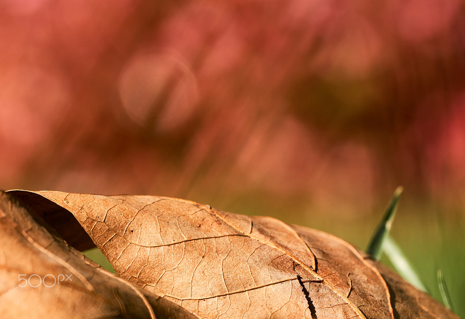 Sony a6300 + Sony FE 90mm F2.8 Macro G OSS sample photo. Autumn photography