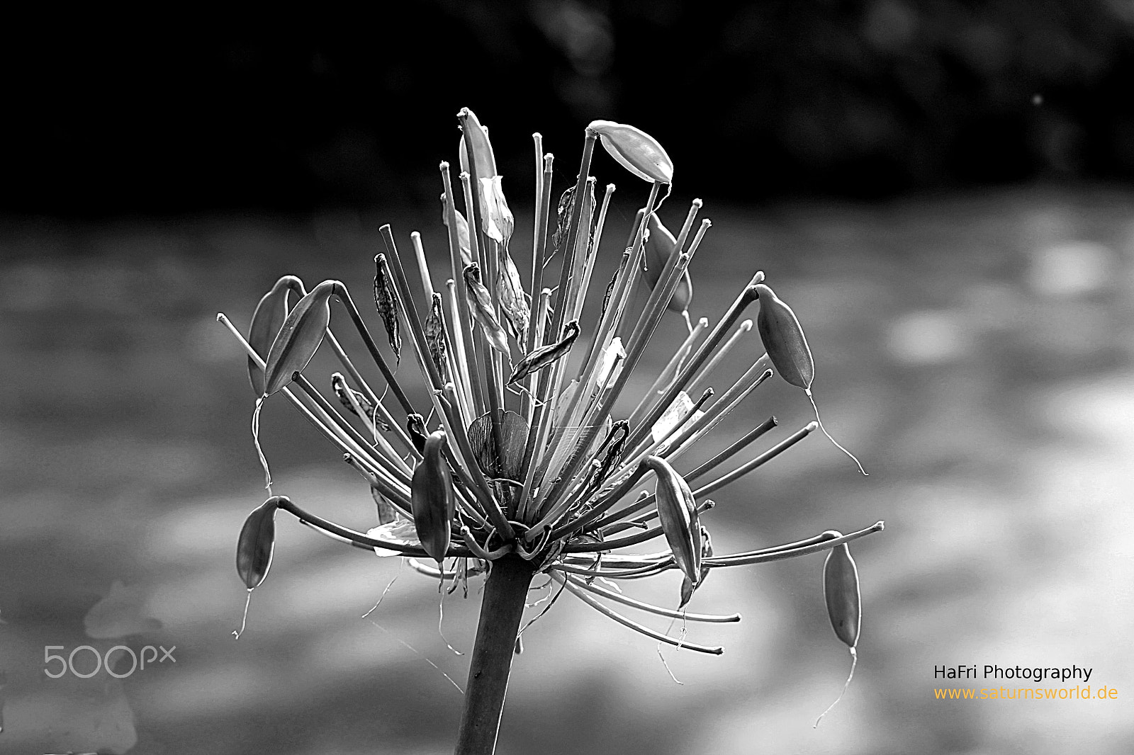 Canon EF-S 55-250mm F4-5.6 IS STM sample photo. Aium in sw photography