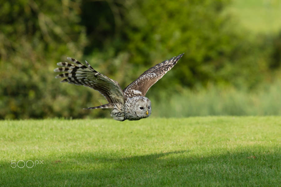 Canon EOS-1D Mark IV sample photo. Ural owl (captive) photography