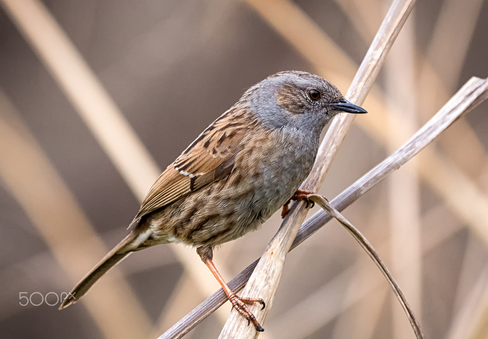 Panasonic Lumix DMC-GH4 + LEICA DG 100-400/F4.0-6.3 sample photo. Dunnock photography