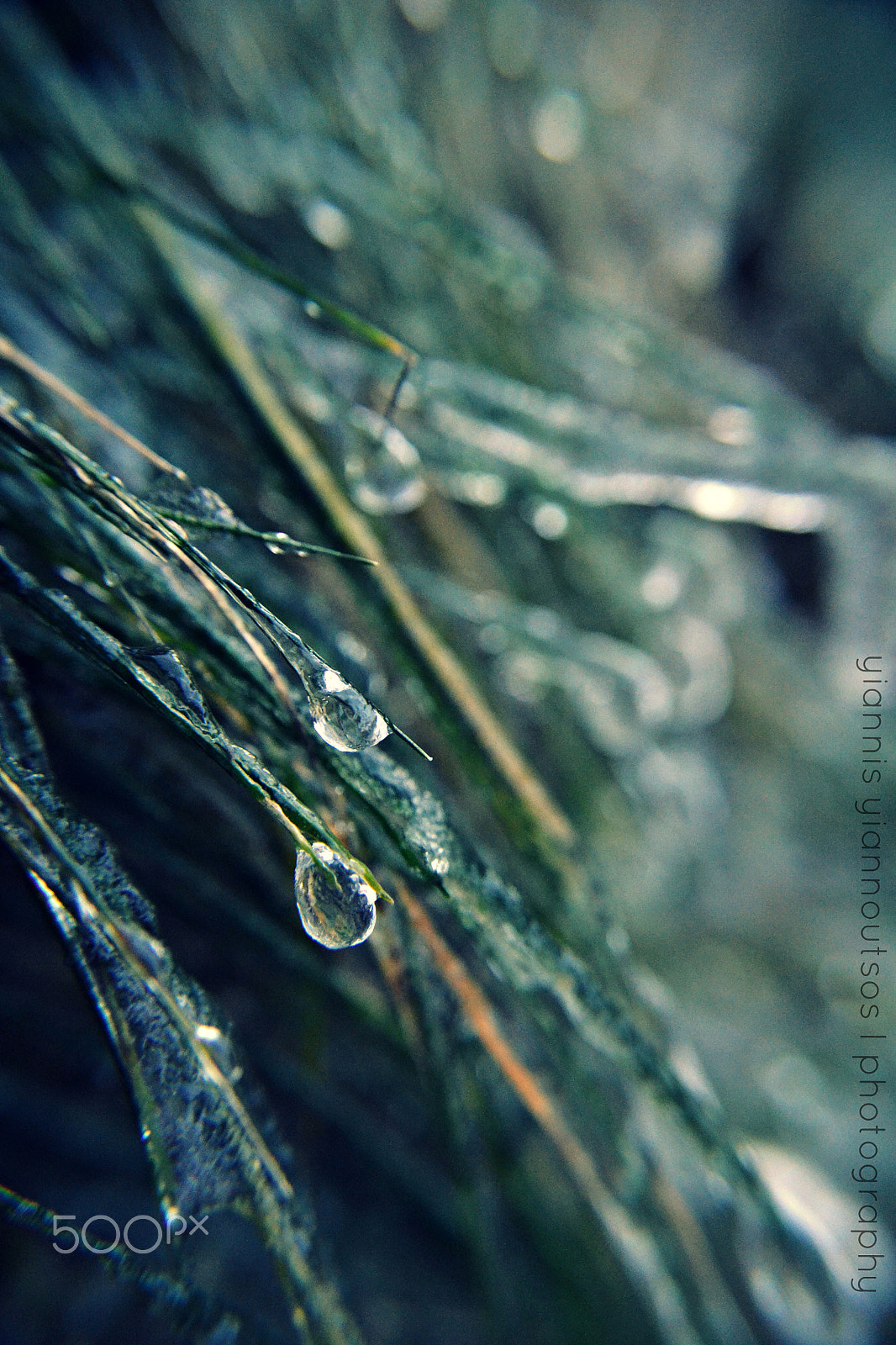 Sigma 18-200mm F3.5-6.3 II DC OS HSM sample photo. Ice drop photography
