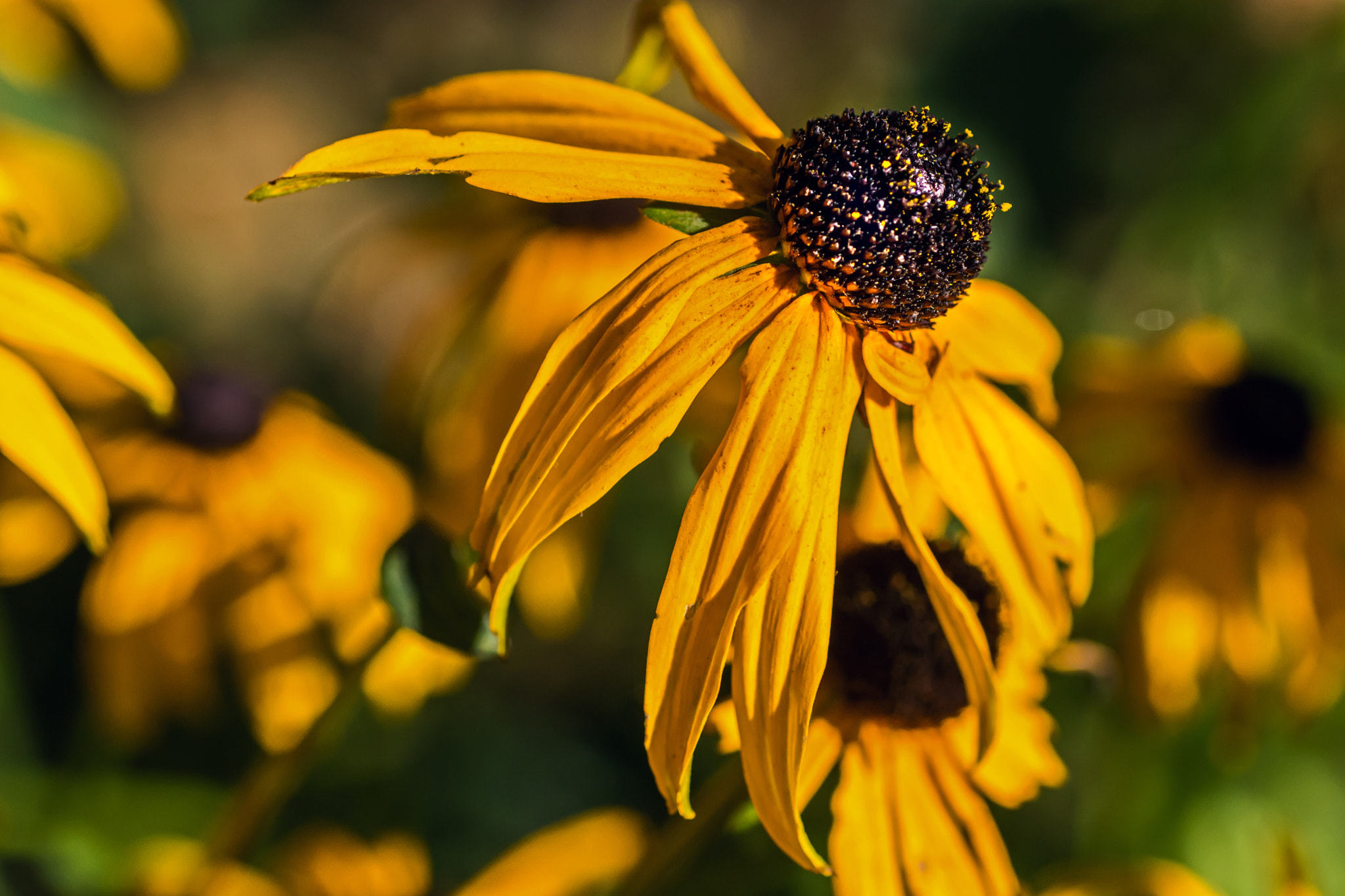 Nikon D7100 + AF Micro-Nikkor 60mm f/2.8 sample photo. Fading glory. photography