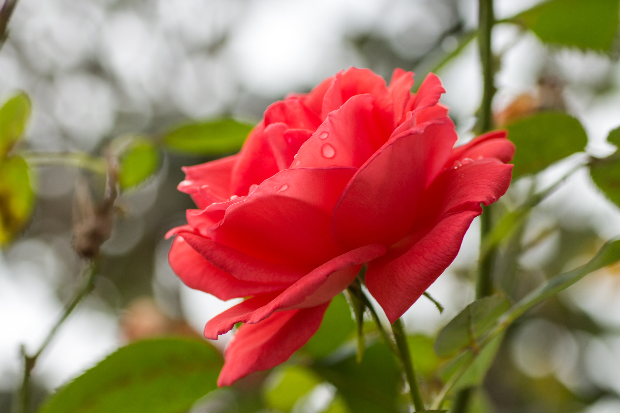 Canon EOS 700D (EOS Rebel T5i / EOS Kiss X7i) + Tamron SP AF 90mm F2.8 Di Macro sample photo. Rose photography