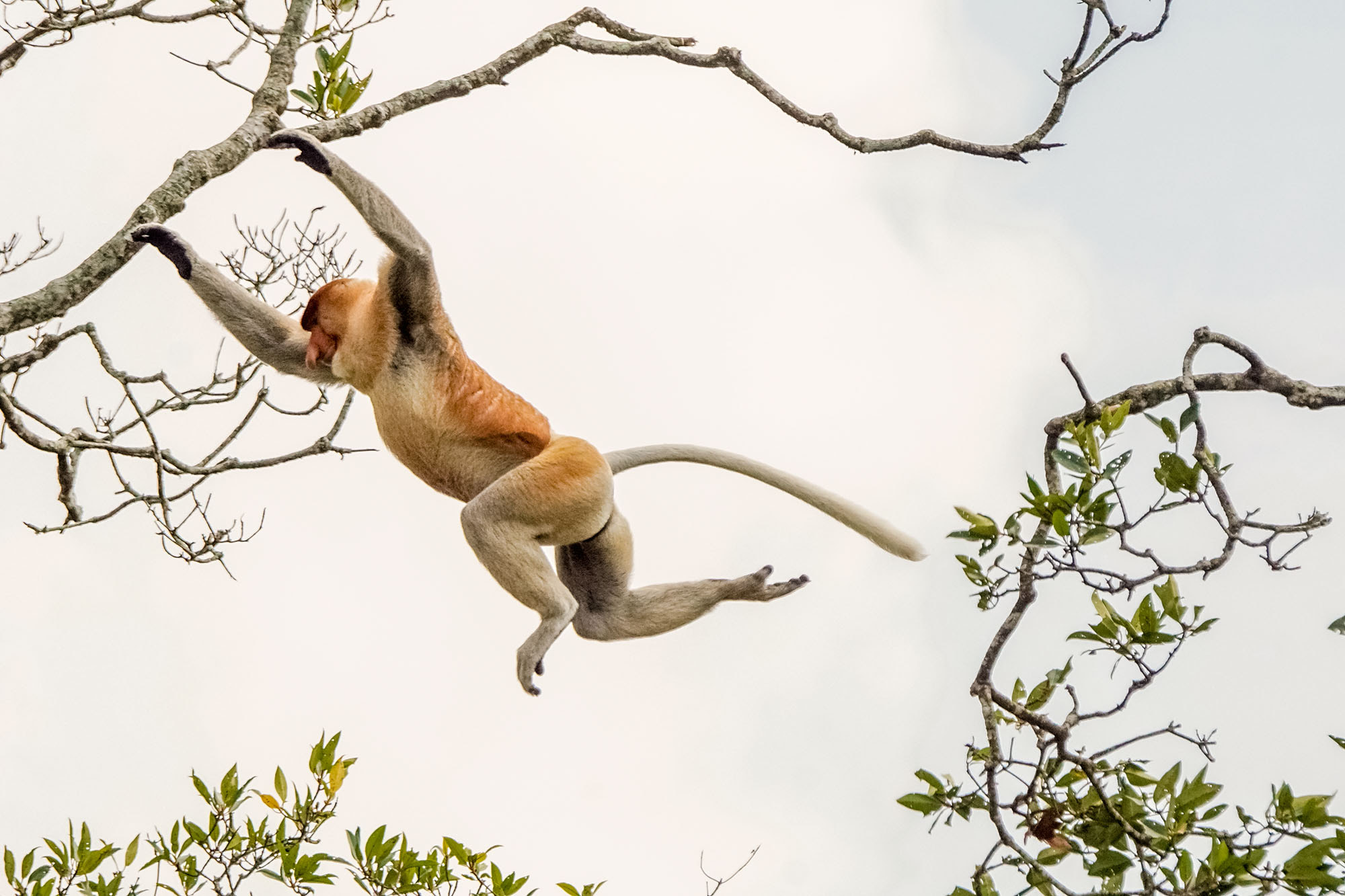 Sony ILCA-77M2 + Sony 70-400mm F4-5.6 G SSM II sample photo. Proboscis monkey (male) photography