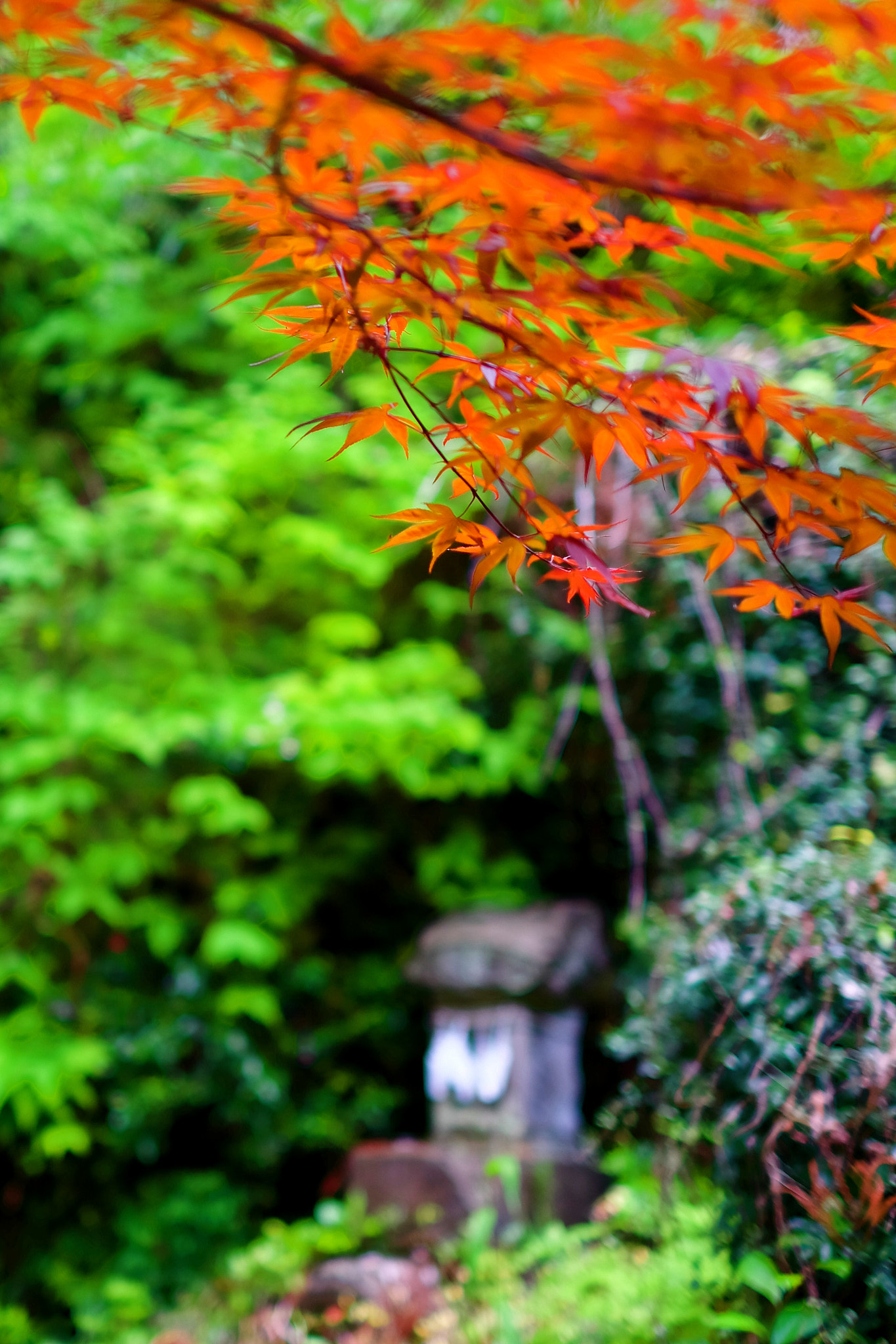 Fujifilm X-M1 + Fujifilm XF 35mm F1.4 R sample photo. It is soon fall photography