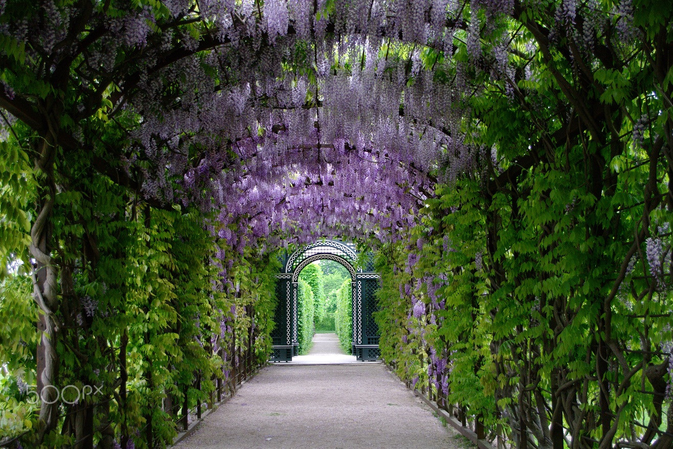 Samsung GX-20 sample photo. In palace garden.. photography