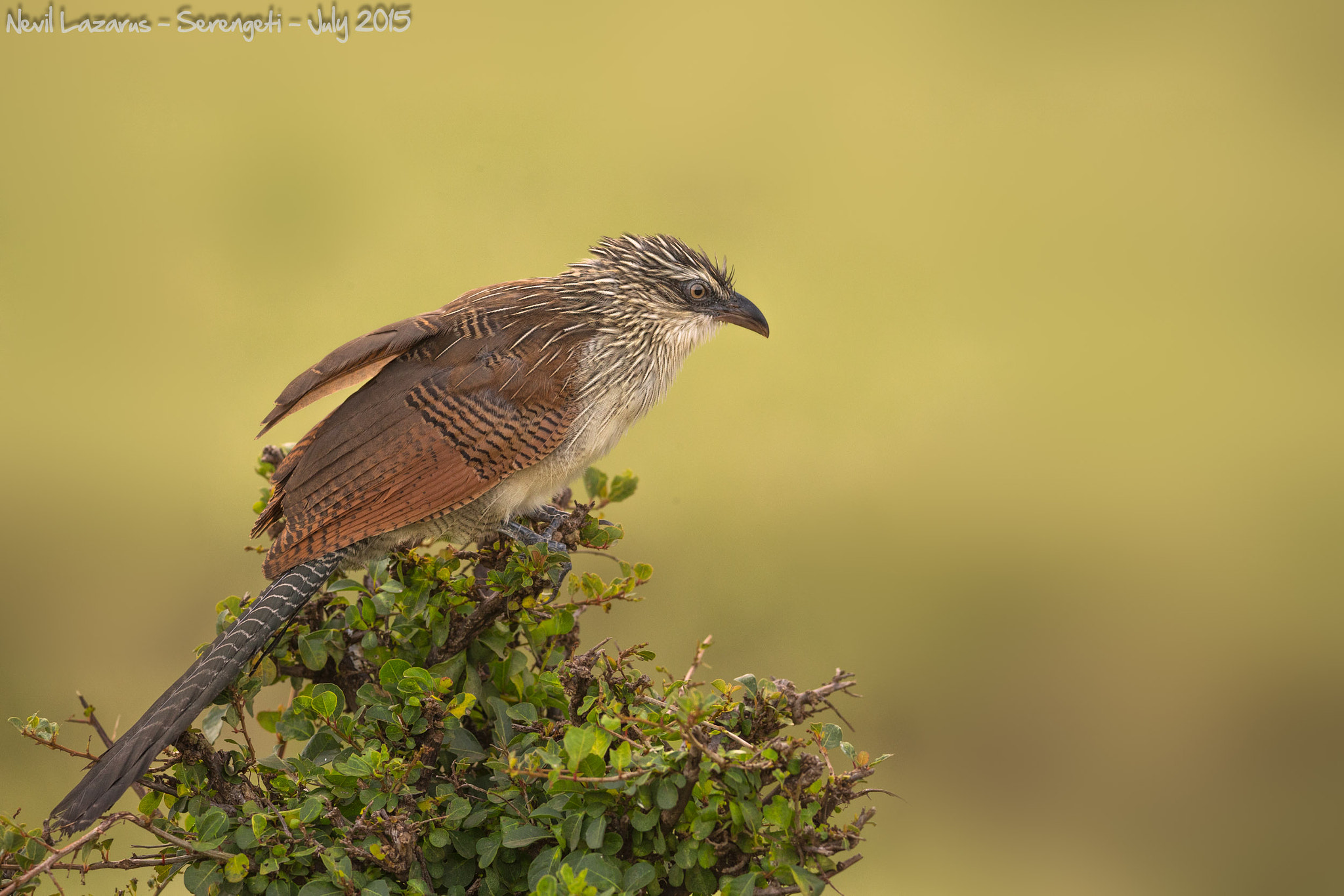 Canon EF 200-400mm F4L IS USM Extender 1.4x sample photo. White-browed coucal photography