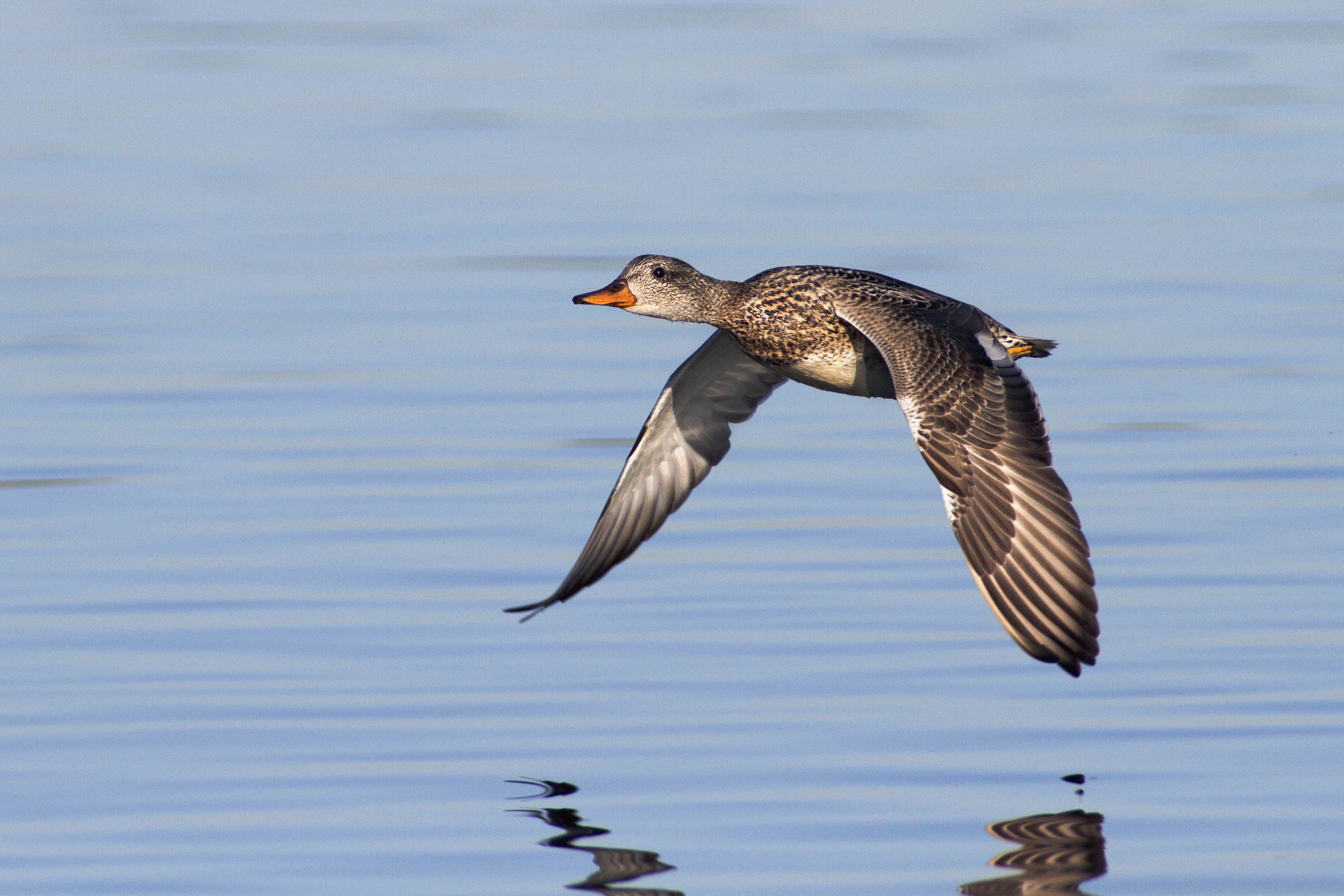 Canon EOS 7D + Canon EF 300mm f/2.8L + 2x sample photo. Gadwall photography