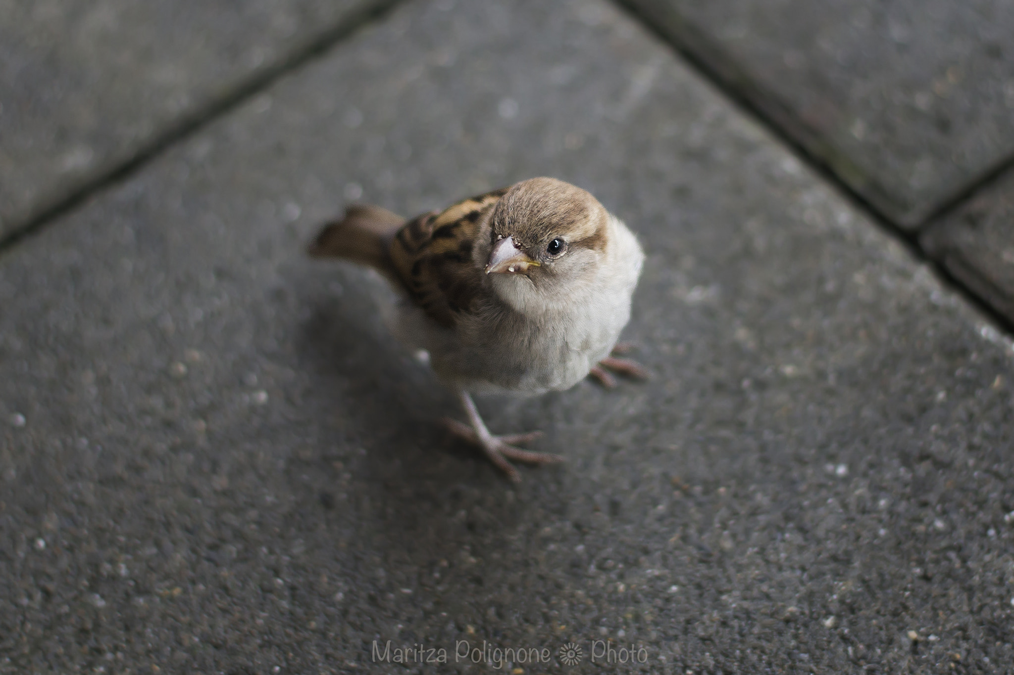 Sony a99 II + Minolta AF 50mm F1.4 [New] sample photo. Passero photography