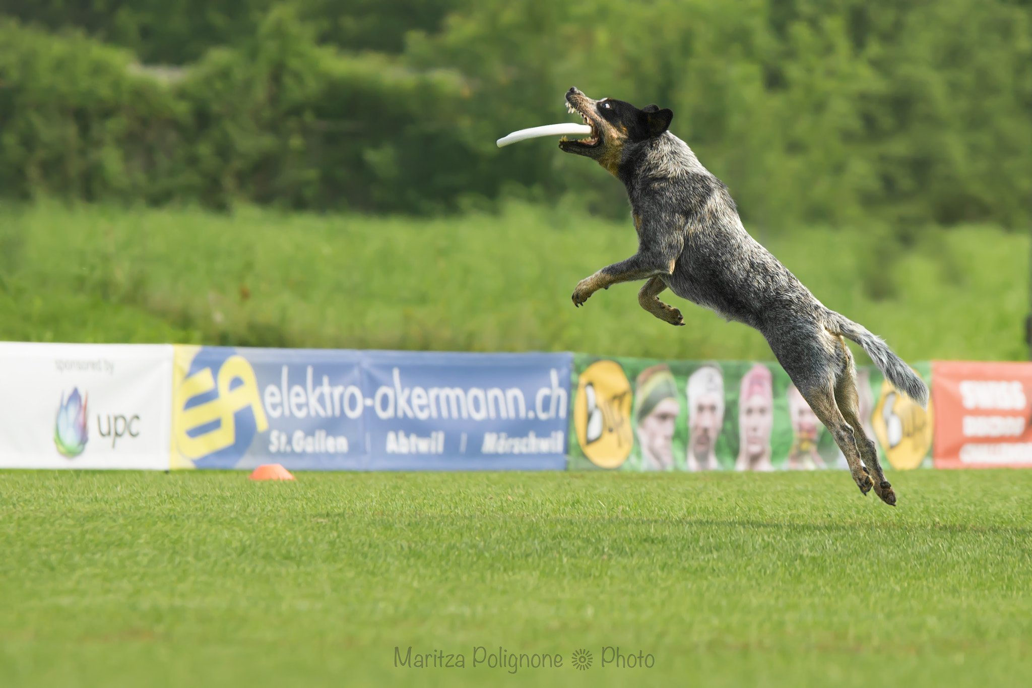 Sigma 70-200mm F2.8 EX DG Macro HSM II sample photo. Discdog photography