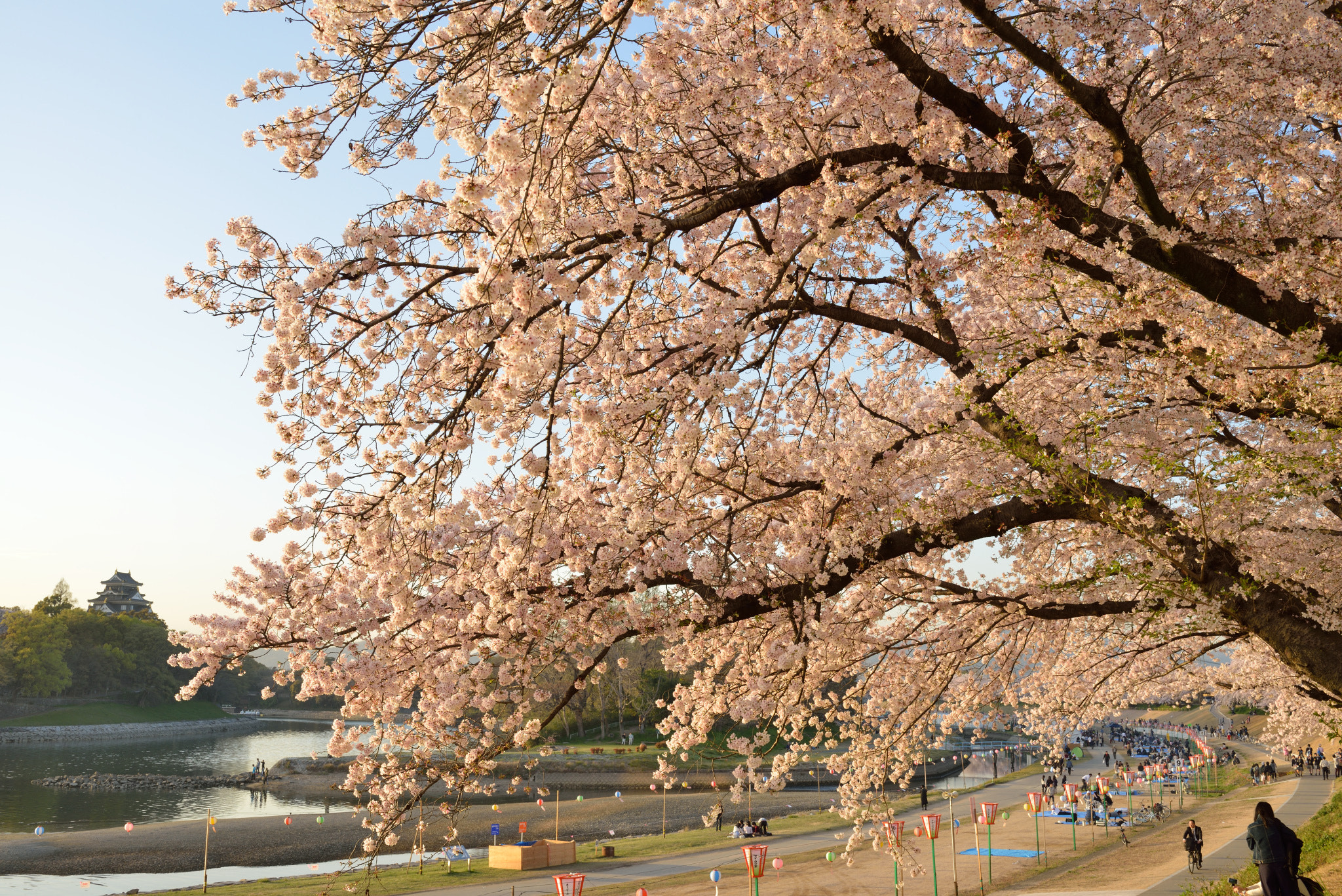 Nikon AF-S Nikkor 35mm F1.8G ED sample photo. ”sakura" cherry blossom trees photography