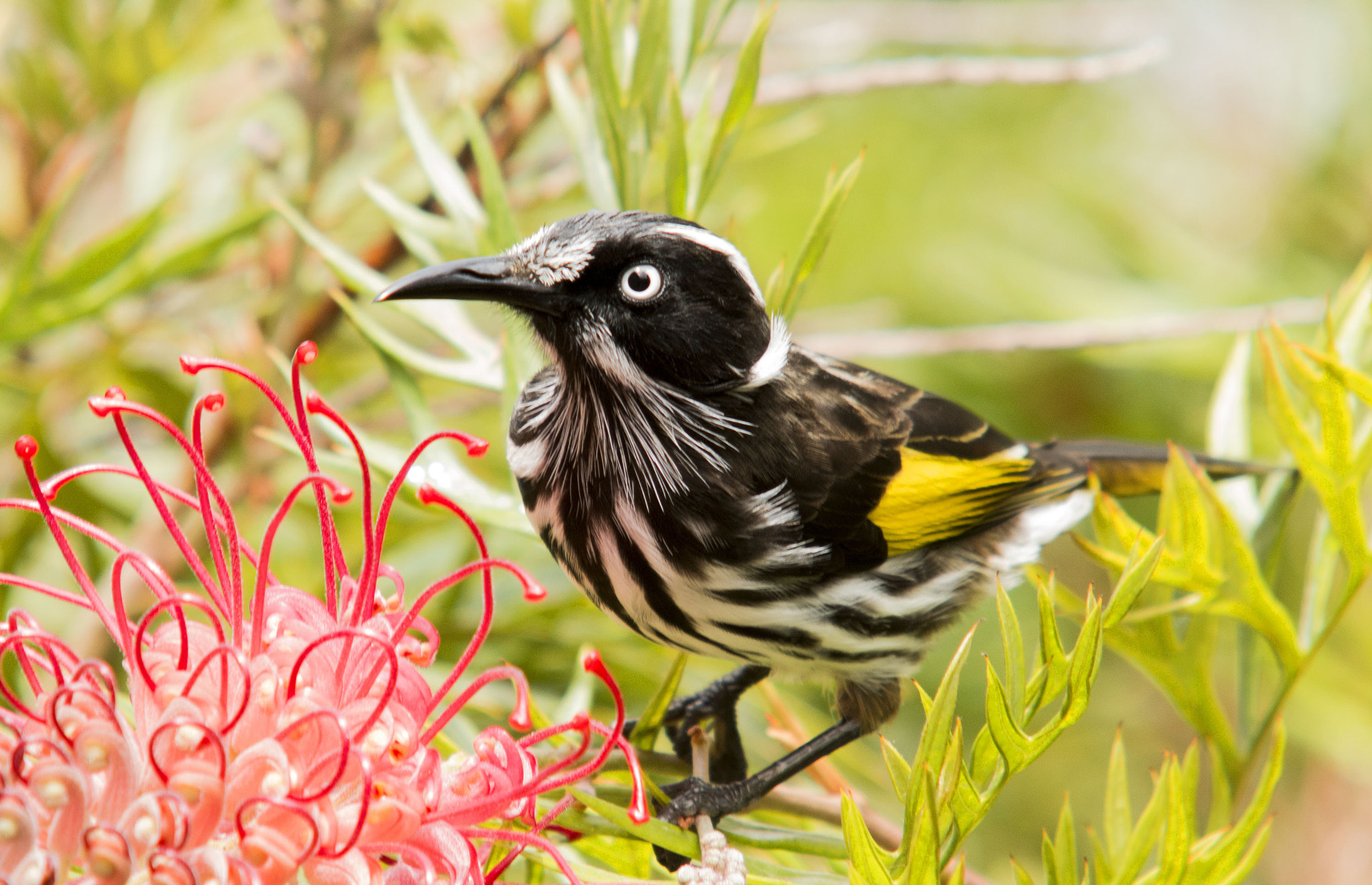 Sigma 70-200mm F2.8 EX DG OS HSM sample photo. New holland honeyeater photography