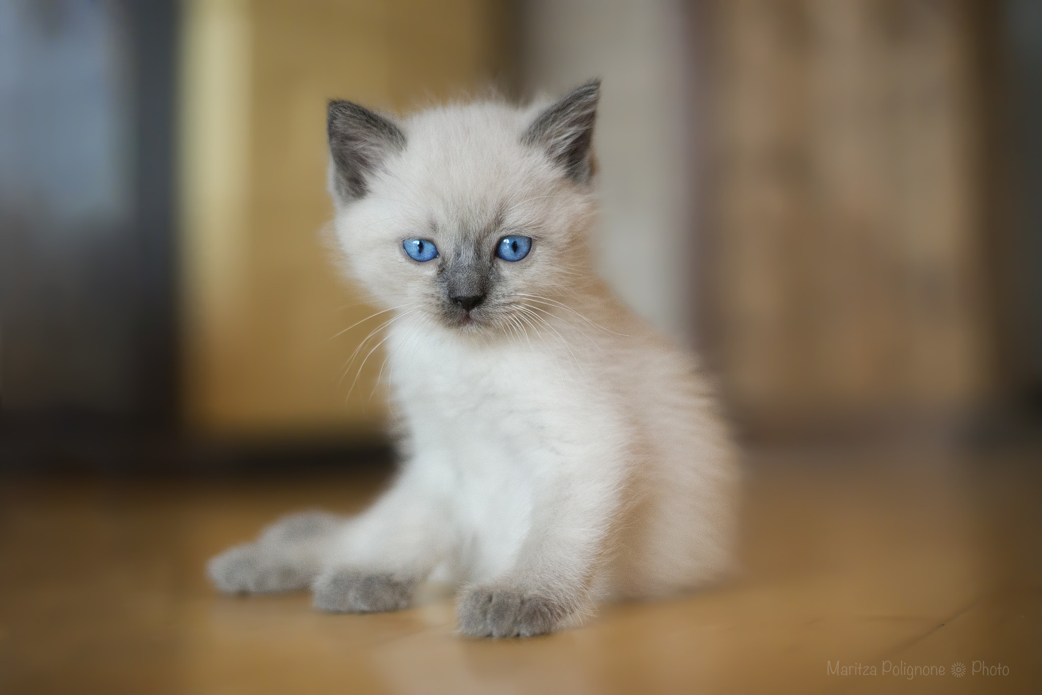 Sony a99 II + Minolta AF 50mm F1.4 [New] sample photo. Cute photography