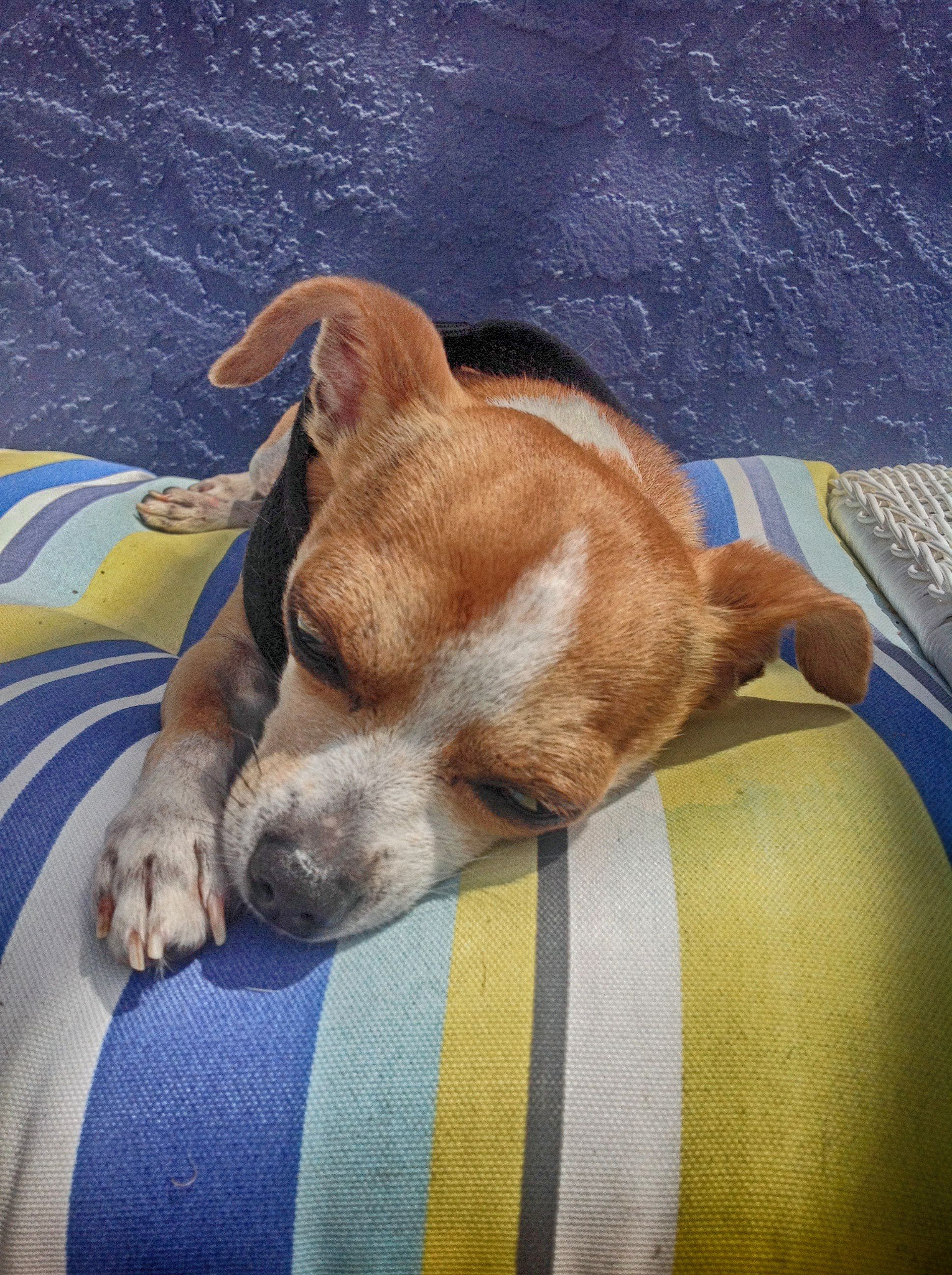 iPad back camera 4.28mm f/2.4 sample photo. The puppy sleeps photography