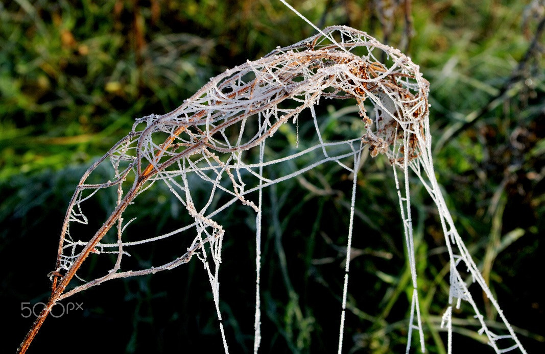 Samsung GX-20 sample photo. The net... photography