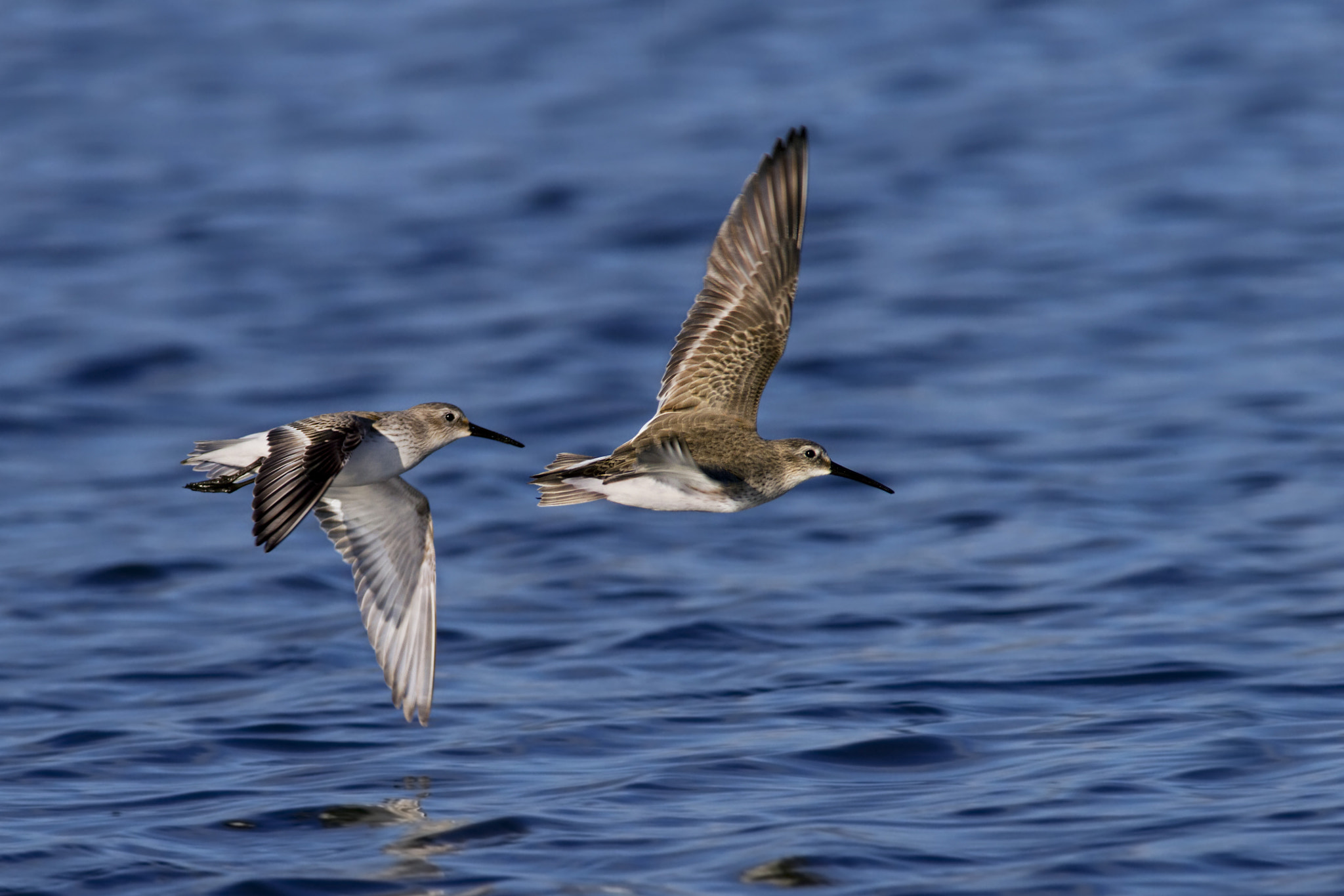 Canon EOS 7D + Canon EF 300mm f/2.8L + 1.4x sample photo. Dunlins photography