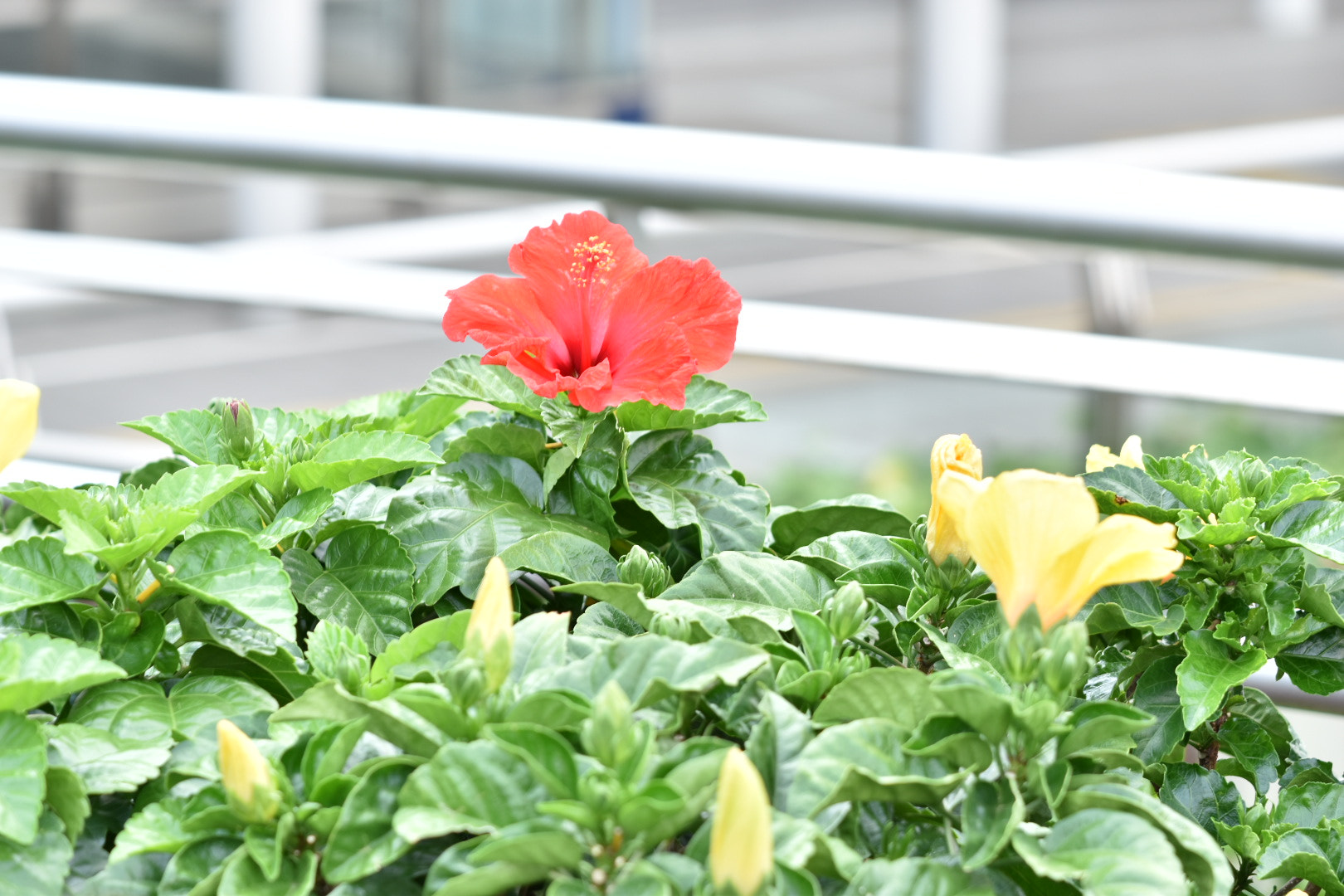 Nikon AF-S DX Micro-Nikkor 85mm F3.5G ED VR sample photo. Red  photography