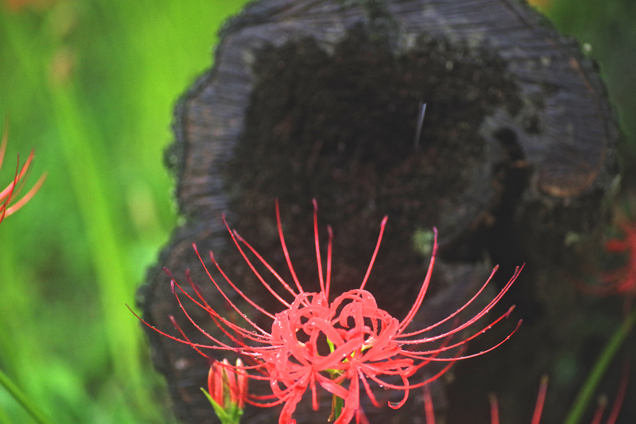 Pentax K-1 sample photo. Cluster amaryllis photography