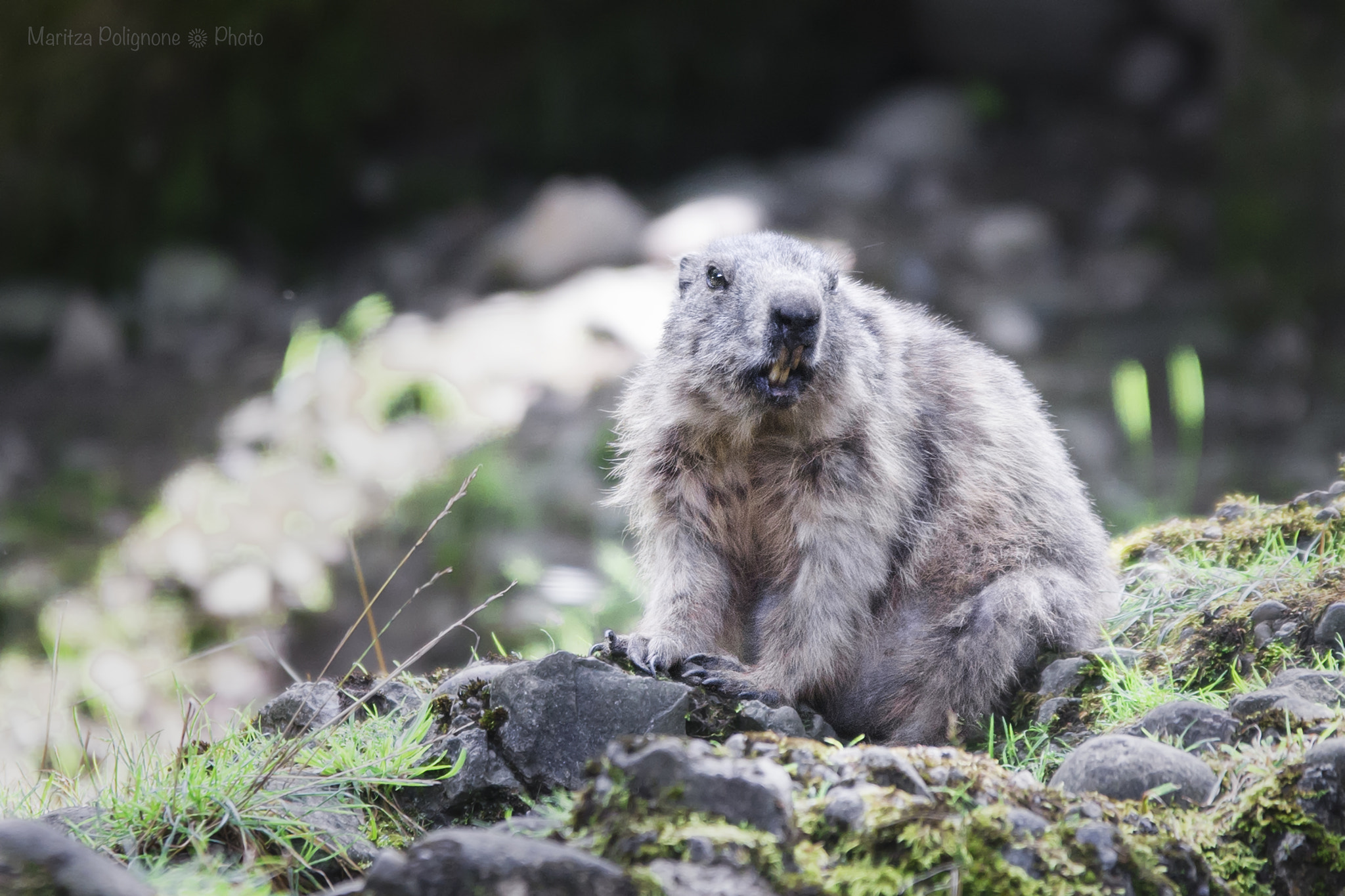Sigma 70-200mm F2.8 EX DG Macro HSM II sample photo. Marmotta photography
