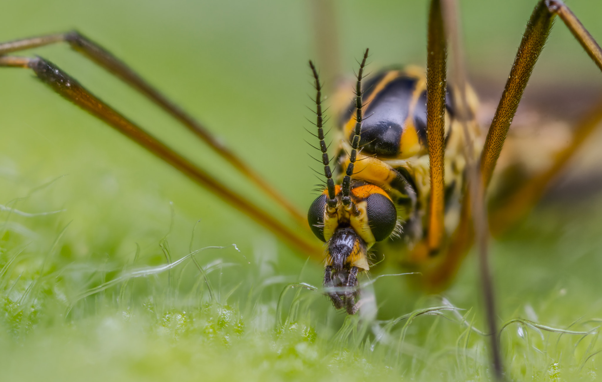 Canon MP-E 65mm F2.5 1-5x Macro Photo sample photo. Tiger crane fly photography