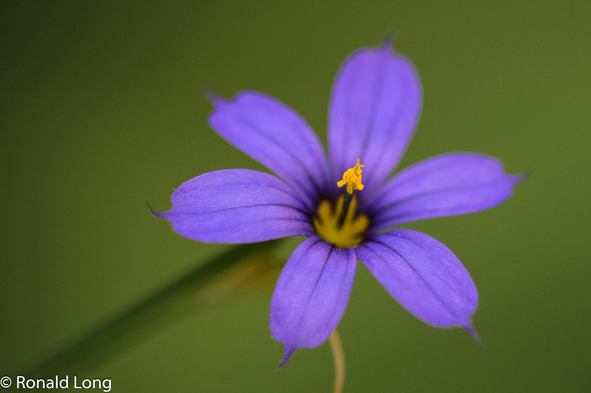 Canon EF 180mm F3.5L Macro USM sample photo. Garden prize photography