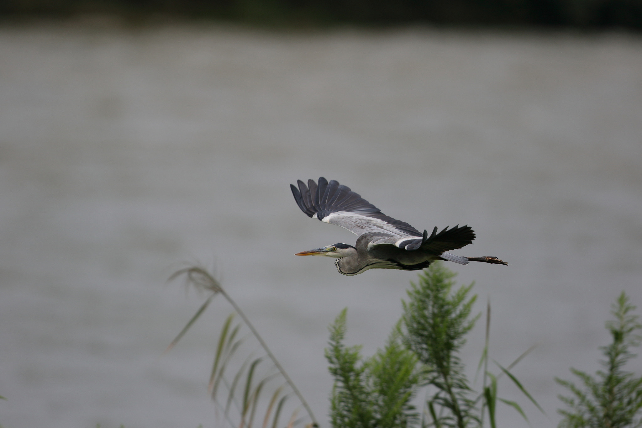 Canon EF 600mm F4L IS II USM sample photo. A gray heron photography