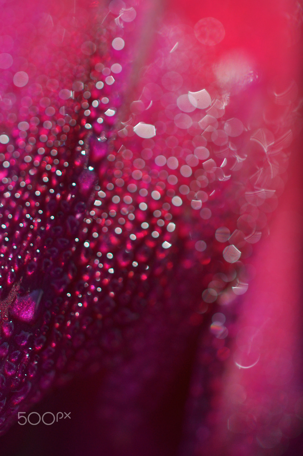 Nikon AF-S DX Micro Nikkor 40mm F2.8 sample photo. Dahlia photography