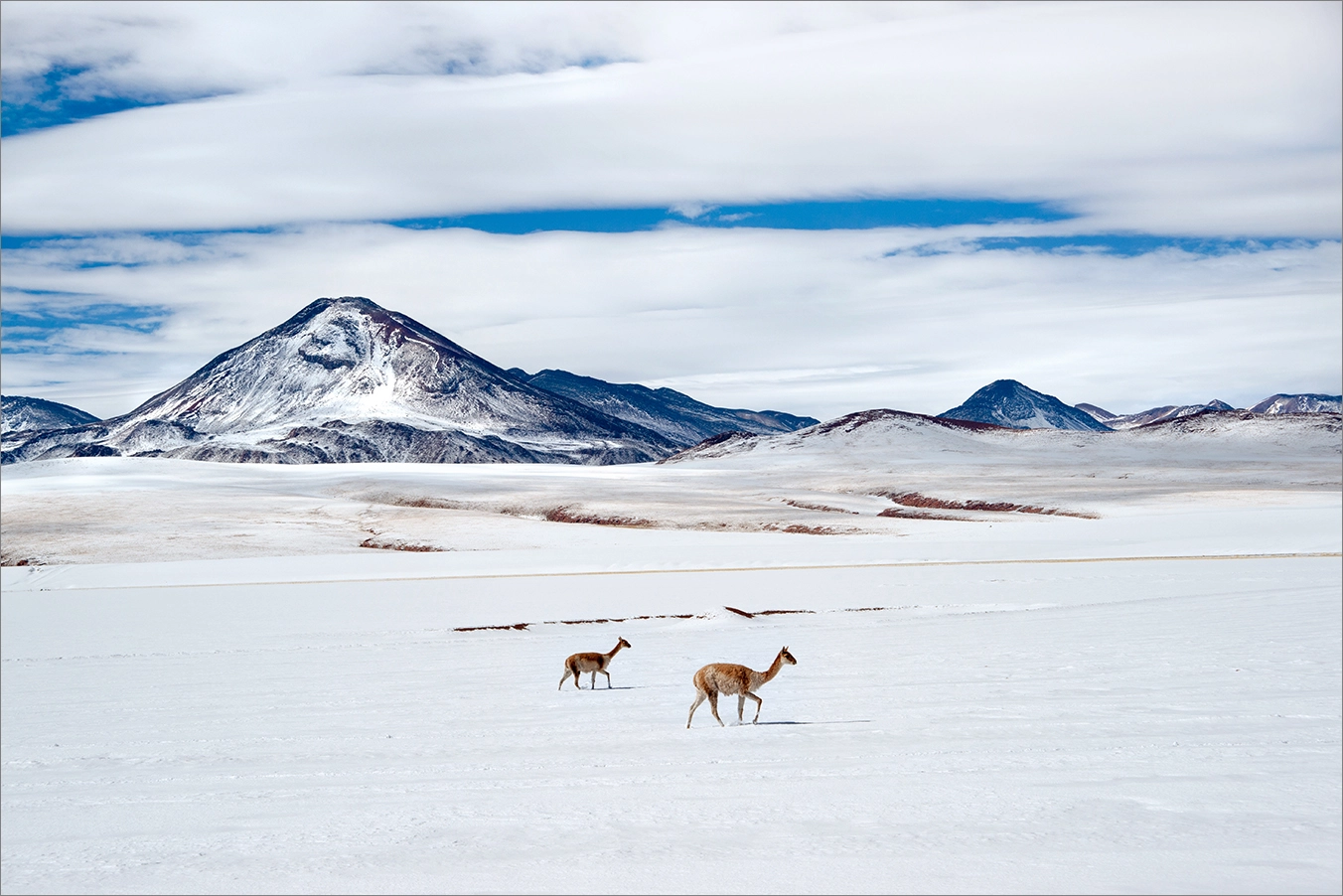 Sony Alpha DSLR-A900 + 35-70mm F4 sample photo. Dos vicuñas photography