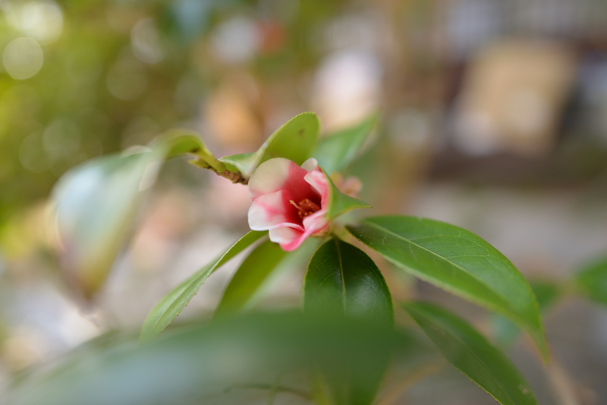 Nikon D800 + Nikon AF-S Nikkor 24mm F1.8G ED sample photo. Camellia japonica photography