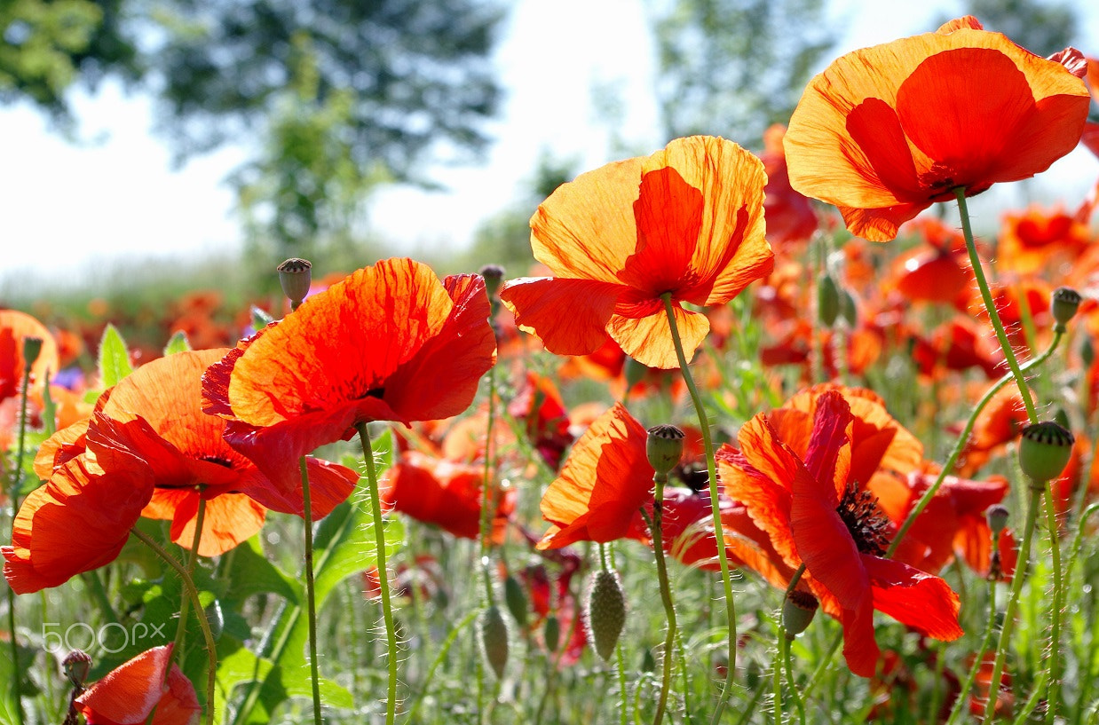 Samsung GX-20 sample photo. Poppys... photography