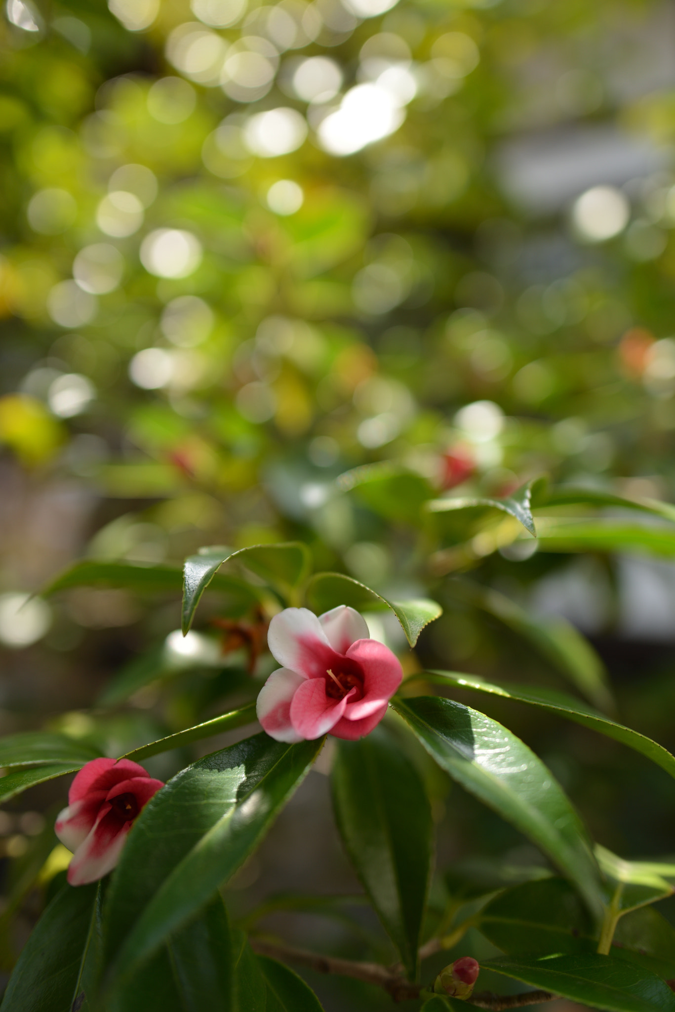 Nikon D800 + Nikon AF-S Nikkor 24mm F1.8G ED sample photo. Camellia japonica photography