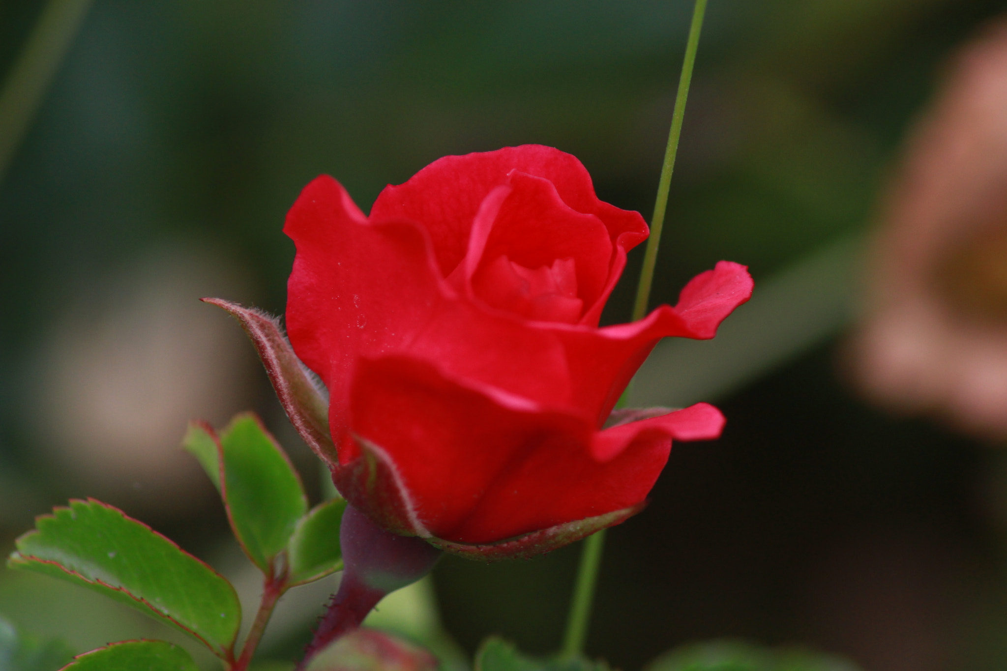 Canon EOS 500D (EOS Rebel T1i / EOS Kiss X3) sample photo. Red rose photography
